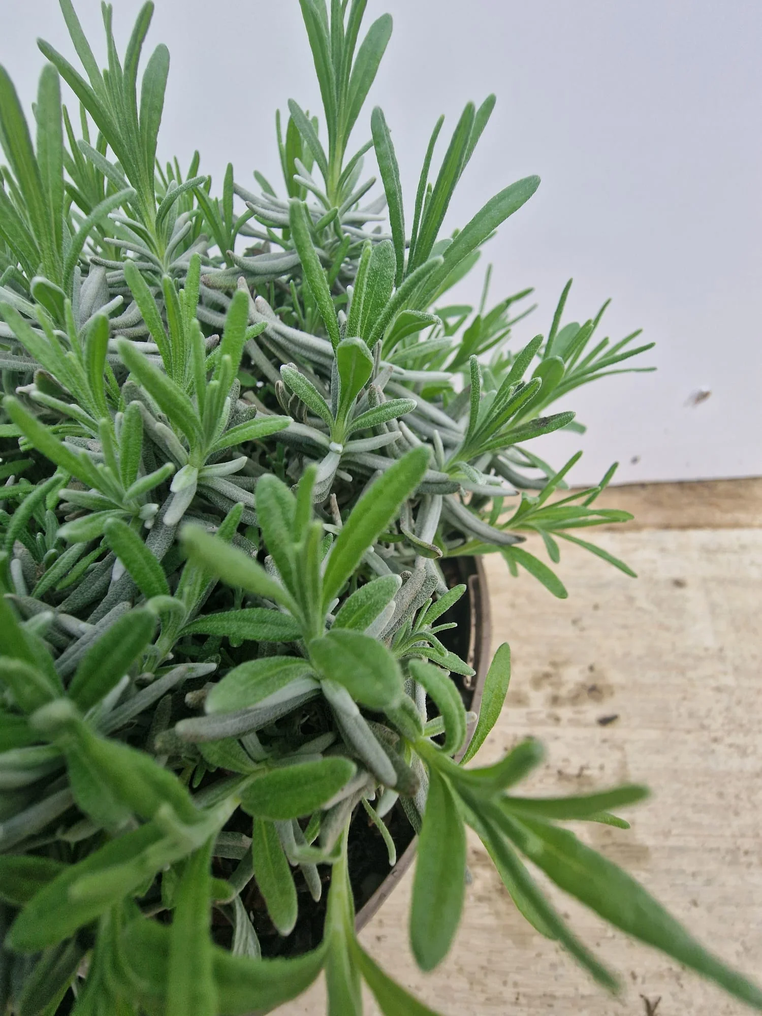Lavande bleue (Lavandula Angustifolia Hidcote) - Image 6