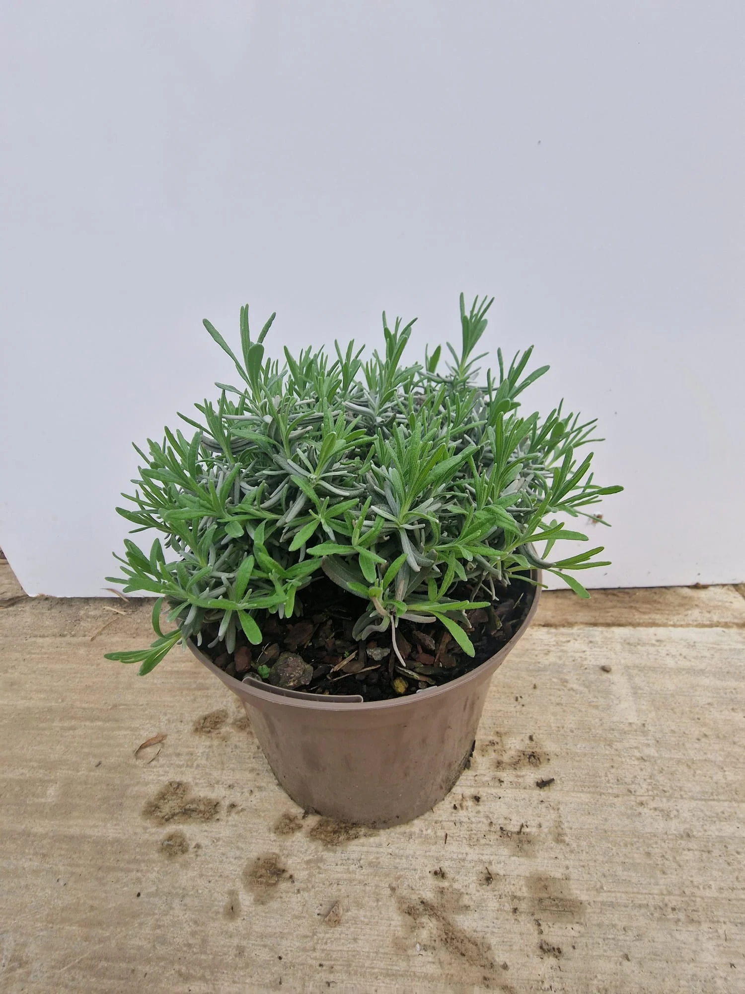 Lavande bleue (Lavandula Angustifolia Hidcote) - Image 7