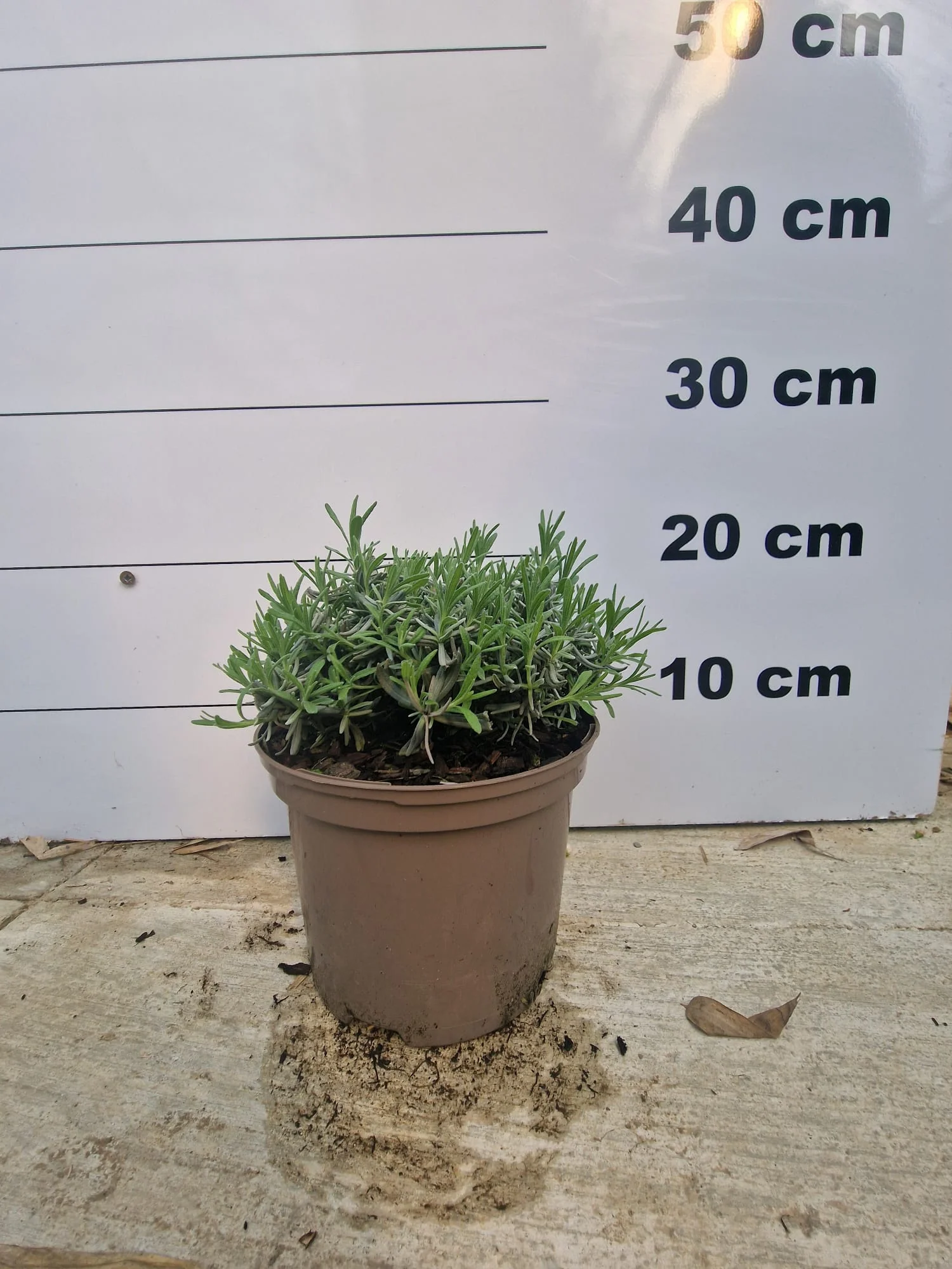 Lavande bleue (Lavandula Angustifolia Hidcote) - Image 8