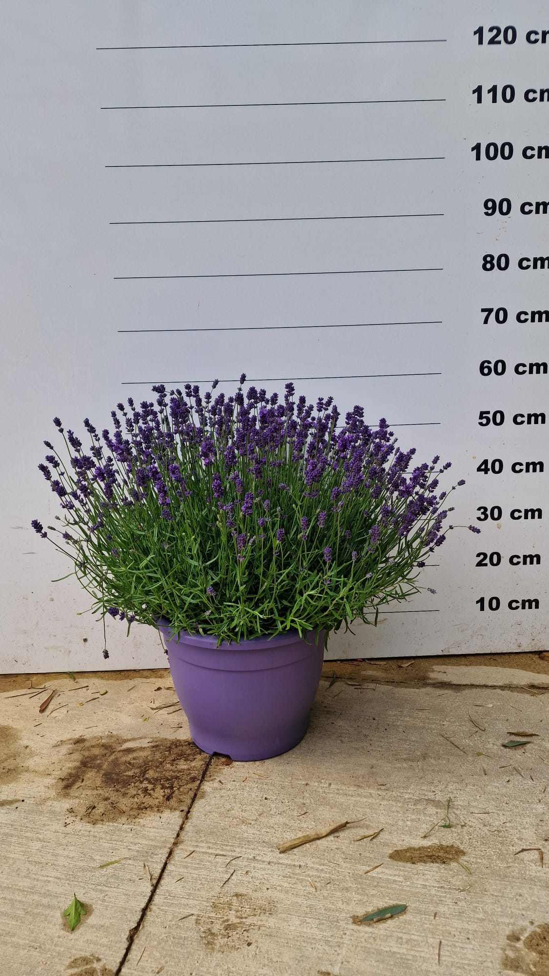 Lavande bleue (Lavandula Angustifolia Hidcote) - Image 9