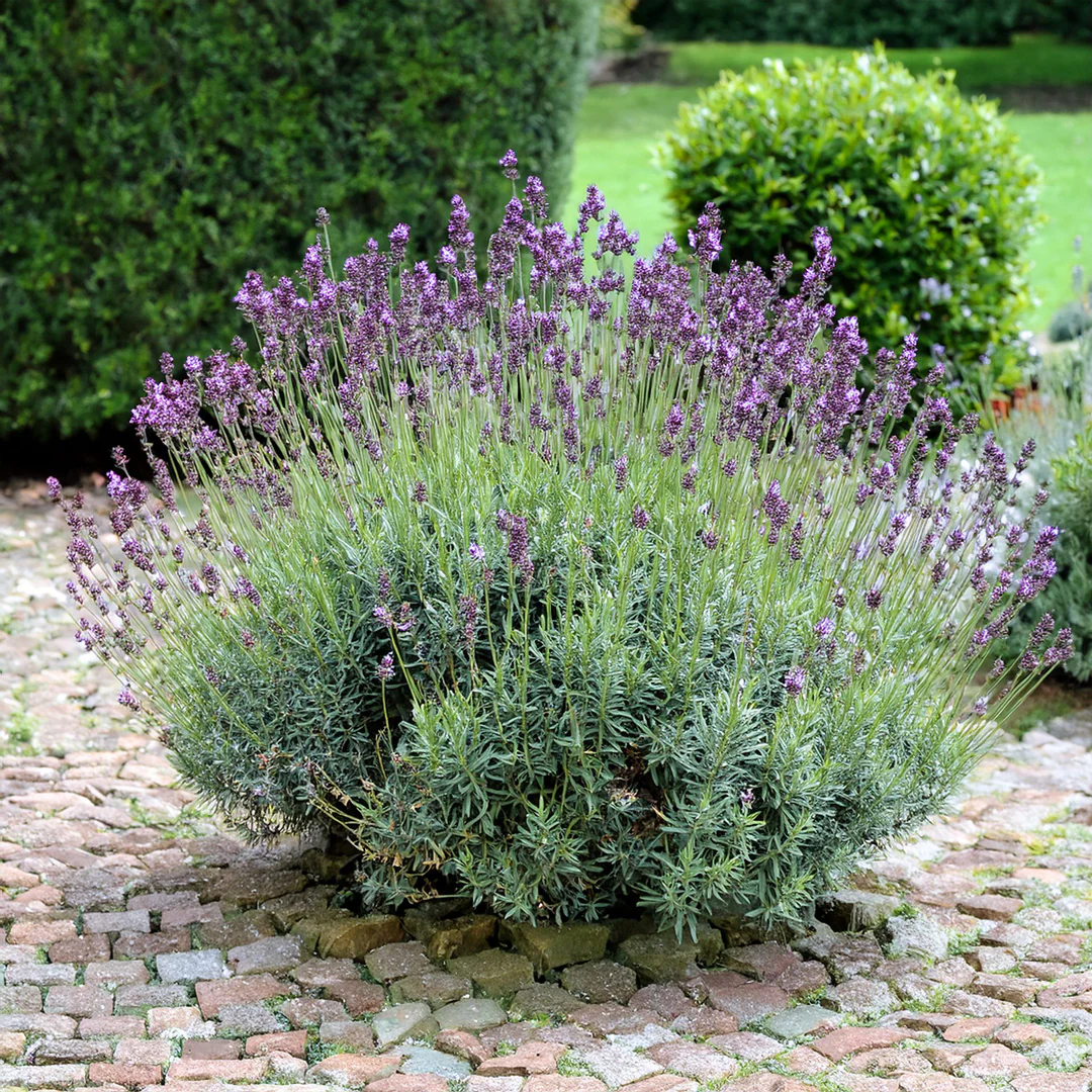 Lavande papillon (Lavandula Stoechas) - Image 3