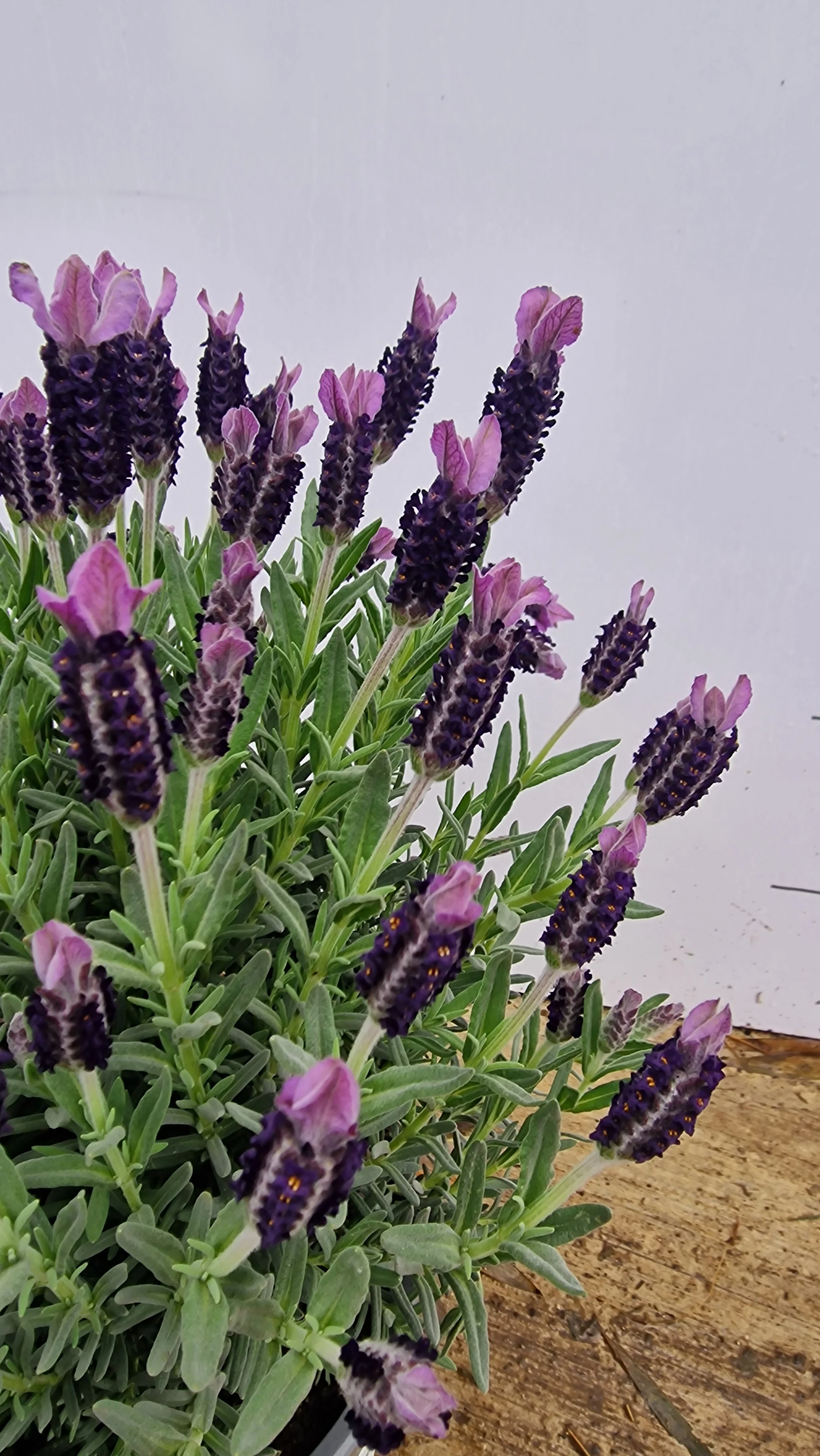 Lavande papillon (Lavandula Stoechas) - Image 5