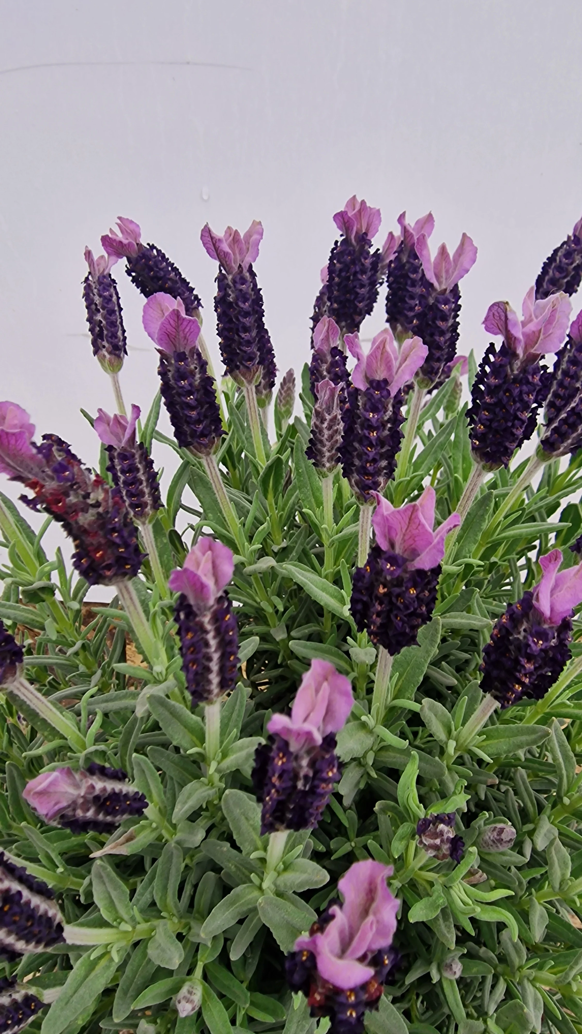 Lavande papillon (Lavandula Stoechas) - Image 6