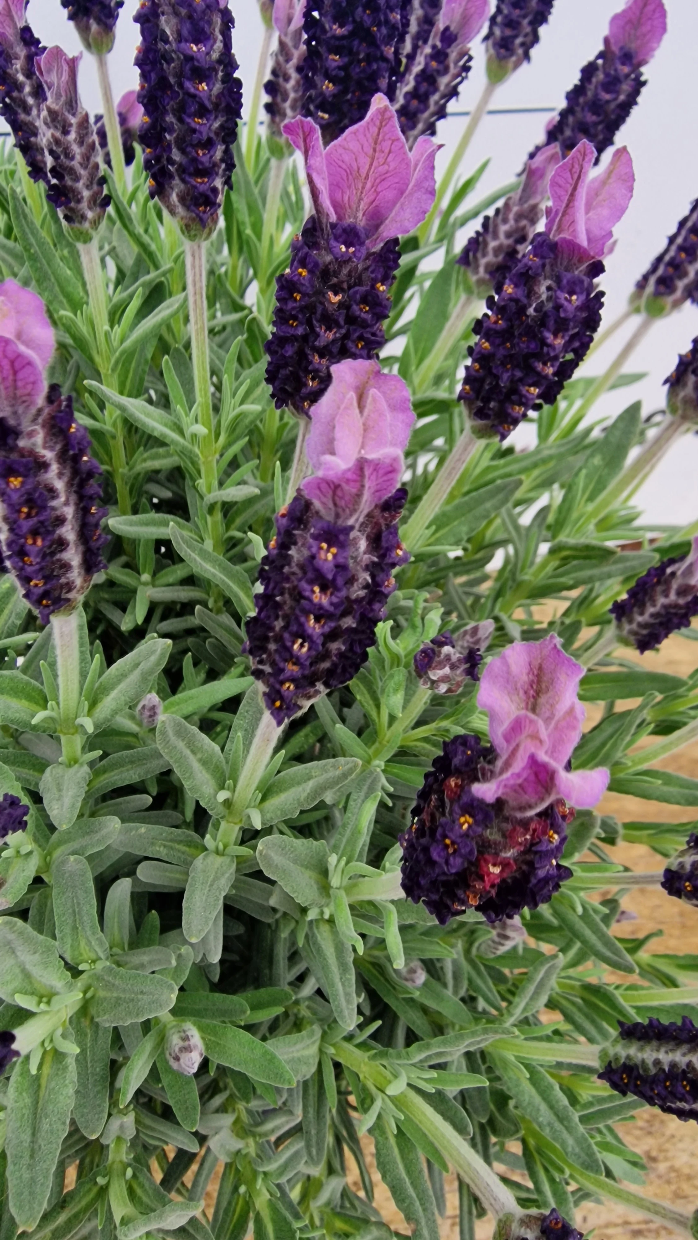 Lavande papillon (Lavandula Stoechas) - Image 7