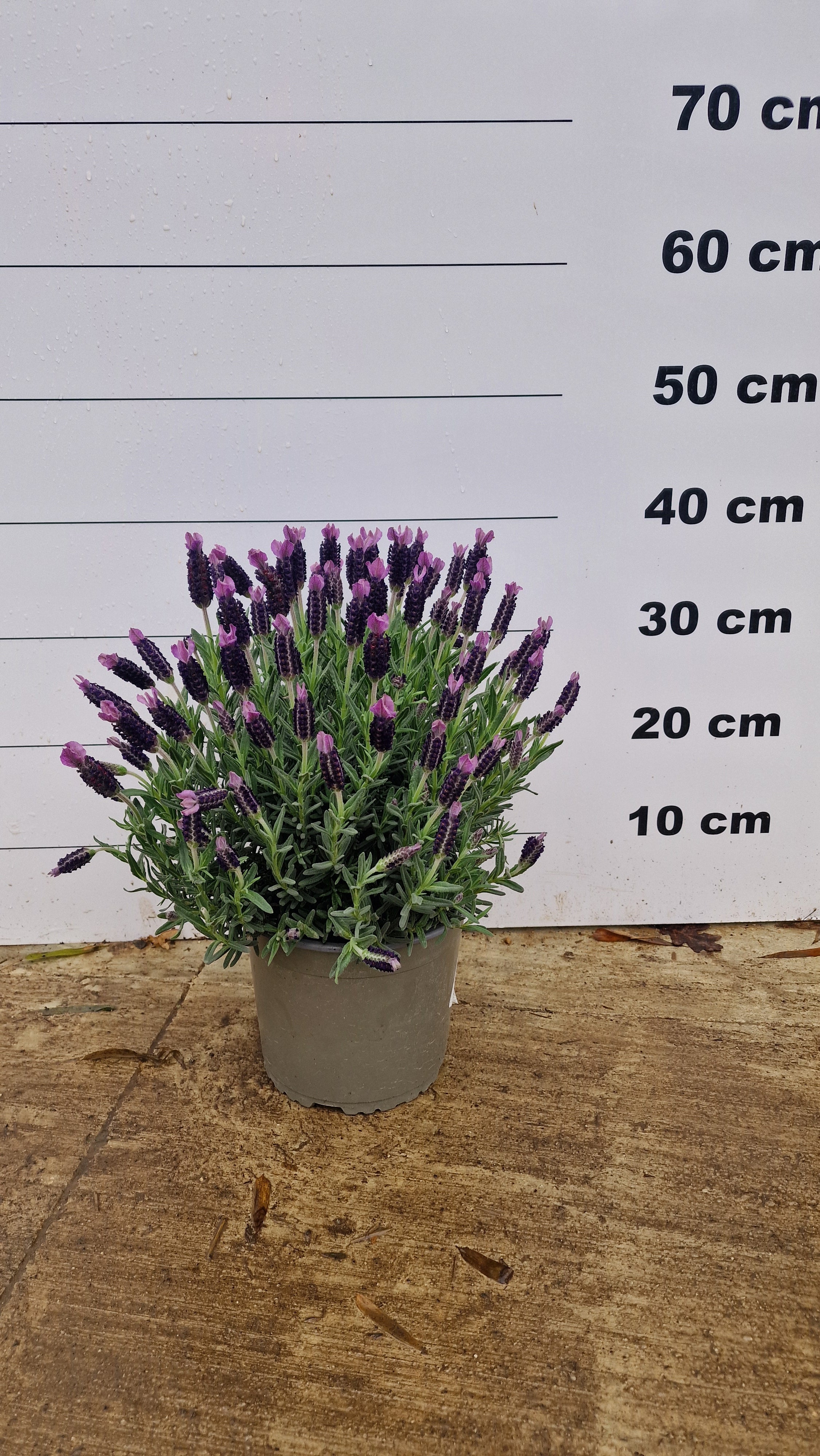 Lavande papillon (Lavandula Stoechas) - Image 8