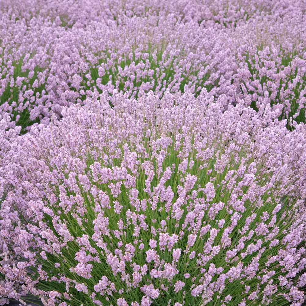 Lavande rose (Lavandula Angustifolia Rosea) - Image 3