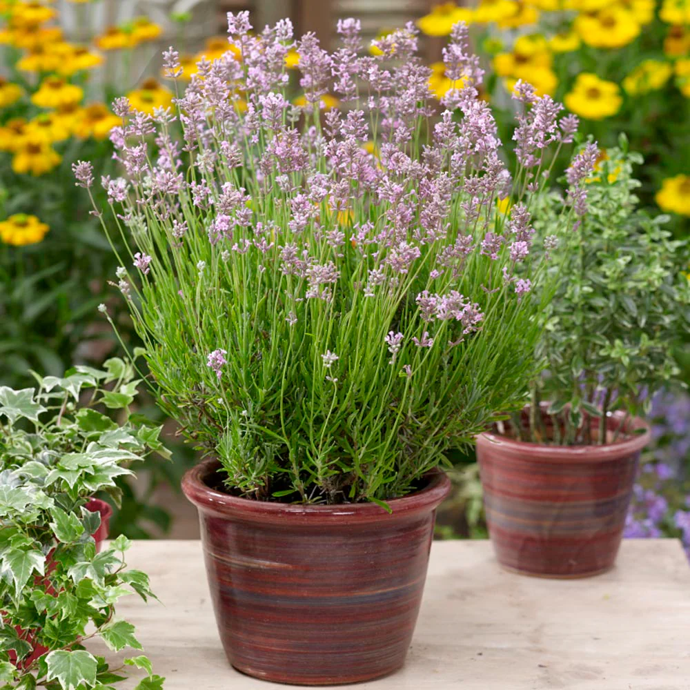 Lavande rose (Lavandula Angustifolia Rosea) - Image 4