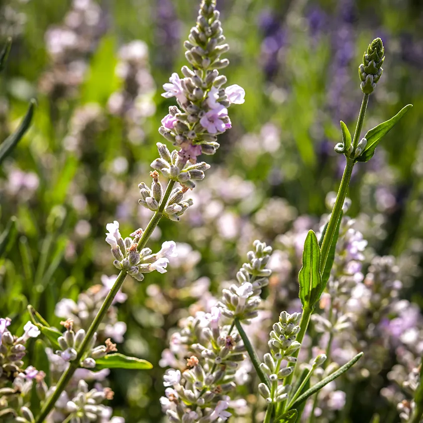 Lavande rose (Lavandula Angustifolia Rosea) - Image 5
