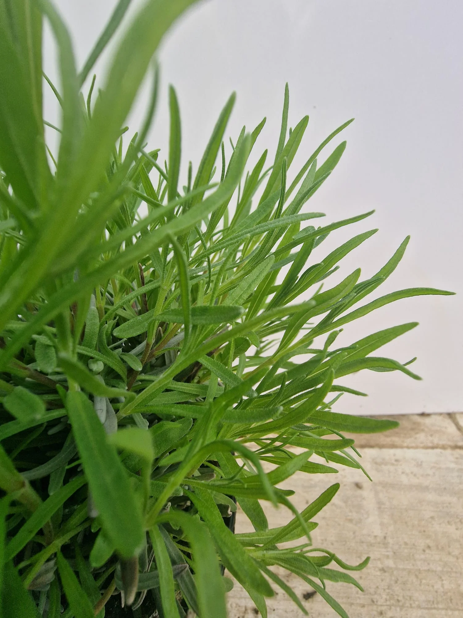 Lavande rose (Lavandula Angustifolia Rosea) - Image 6