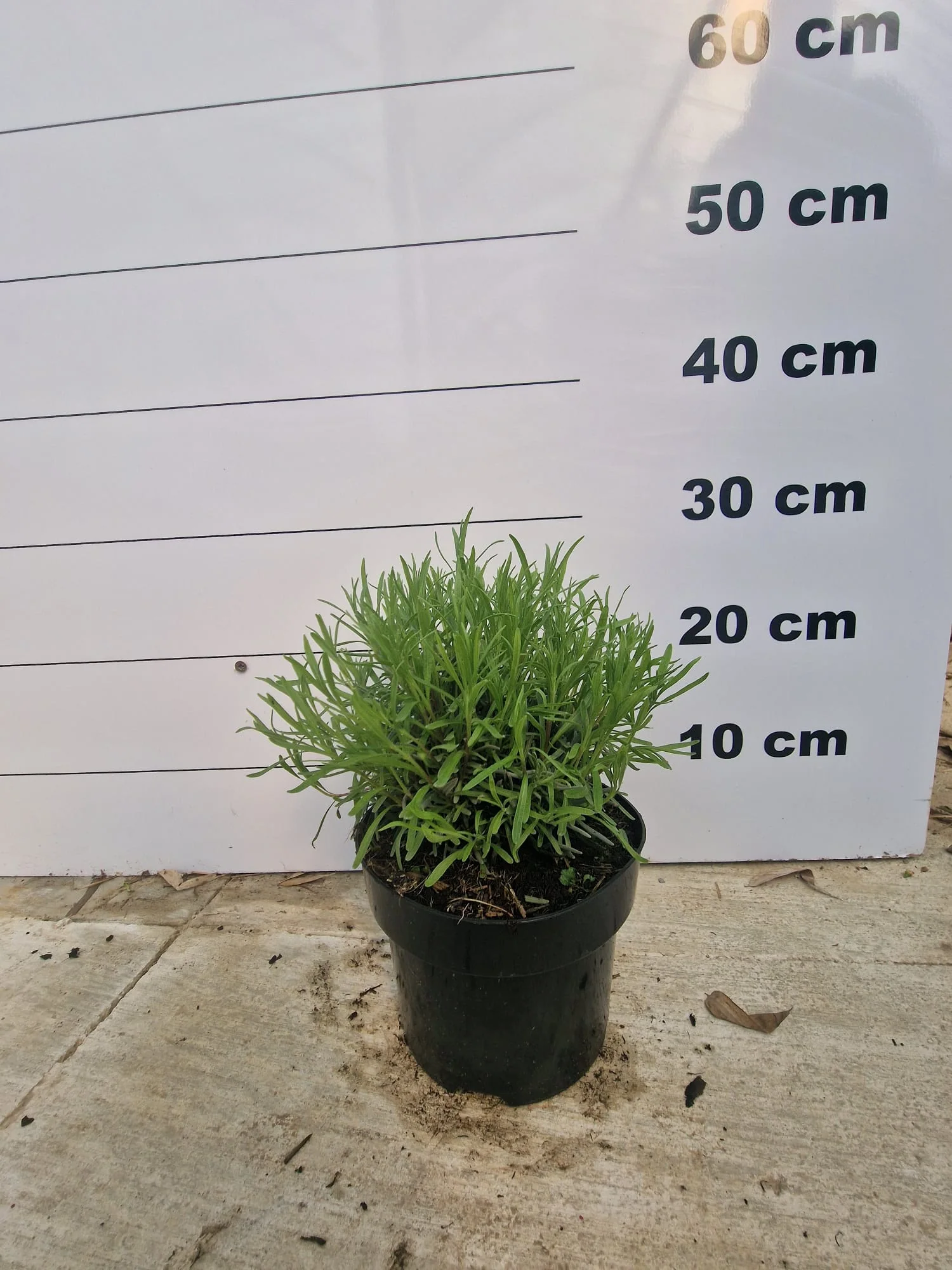 Lavande rose (Lavandula Angustifolia Rosea) - Image 7