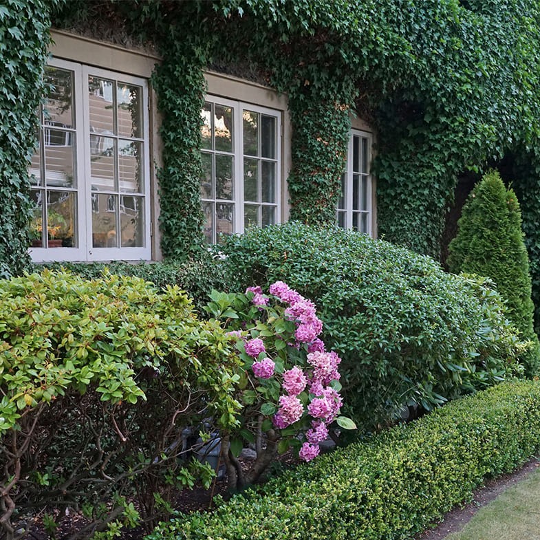 Lierre Commun Persistant (Hedera Helix) - Image 3