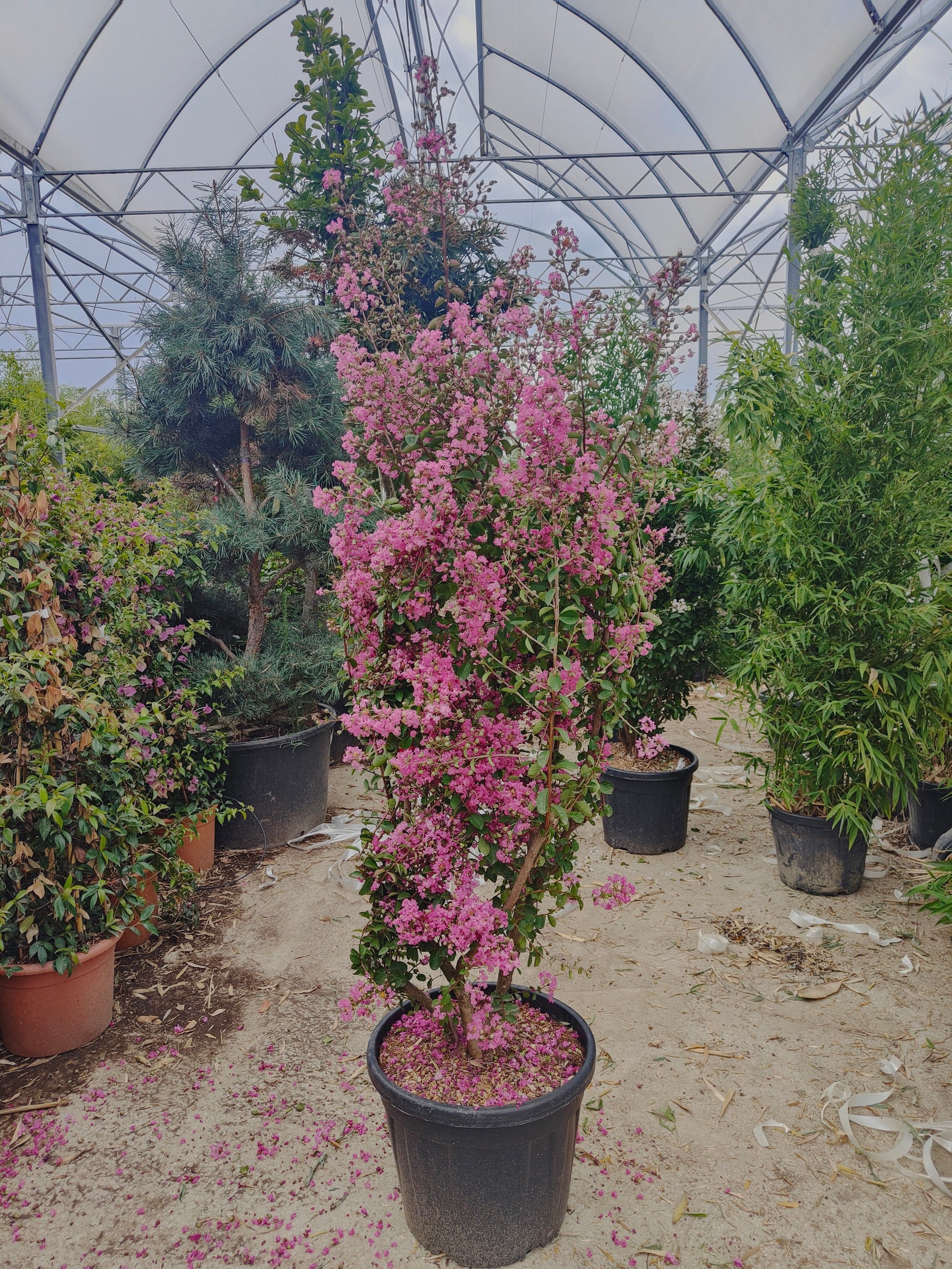 Lilas des indes en touffe (Lagerstroemia) - Image 10