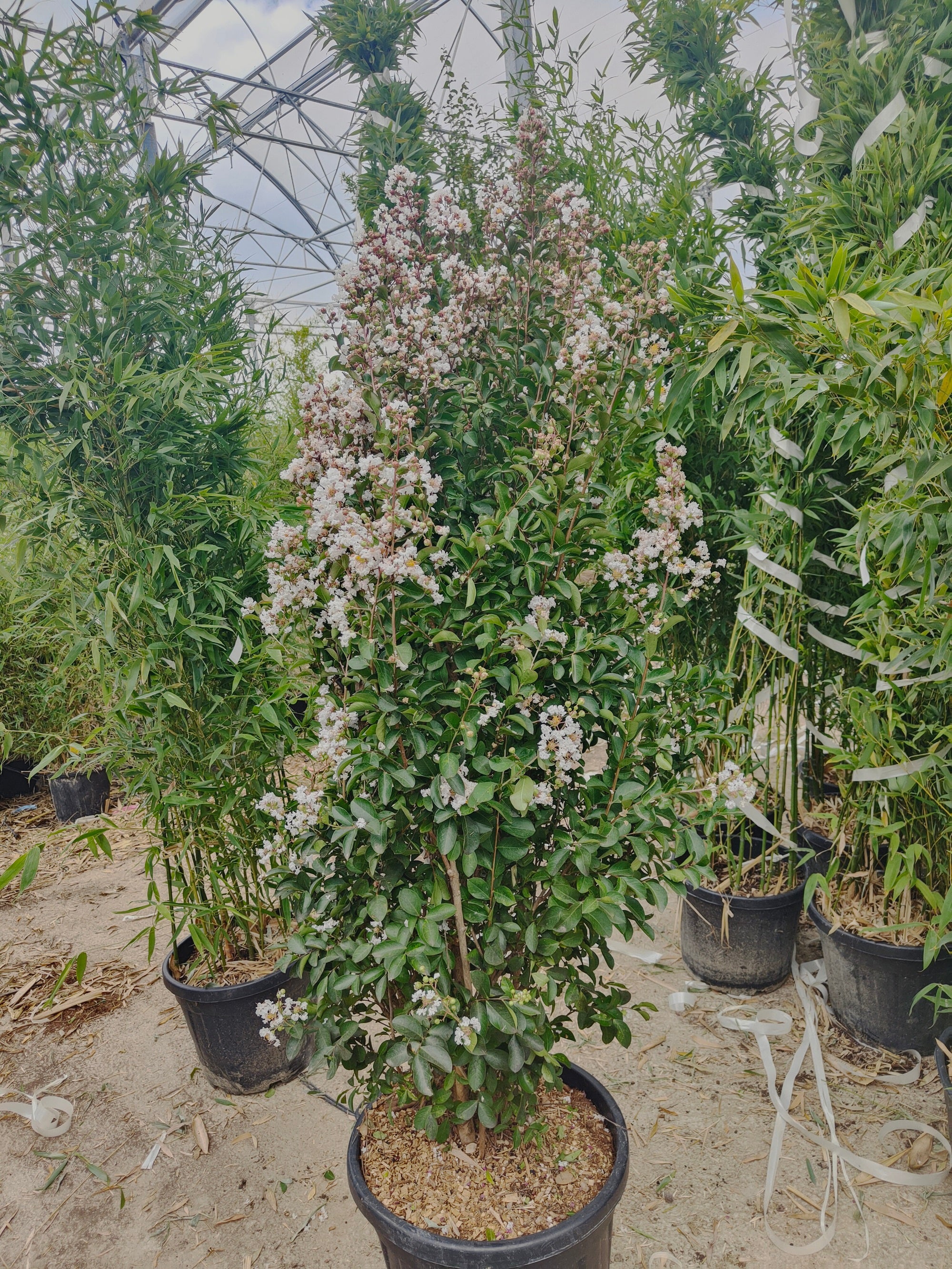 Lilas des indes en touffe (Lagerstroemia) - Image 12