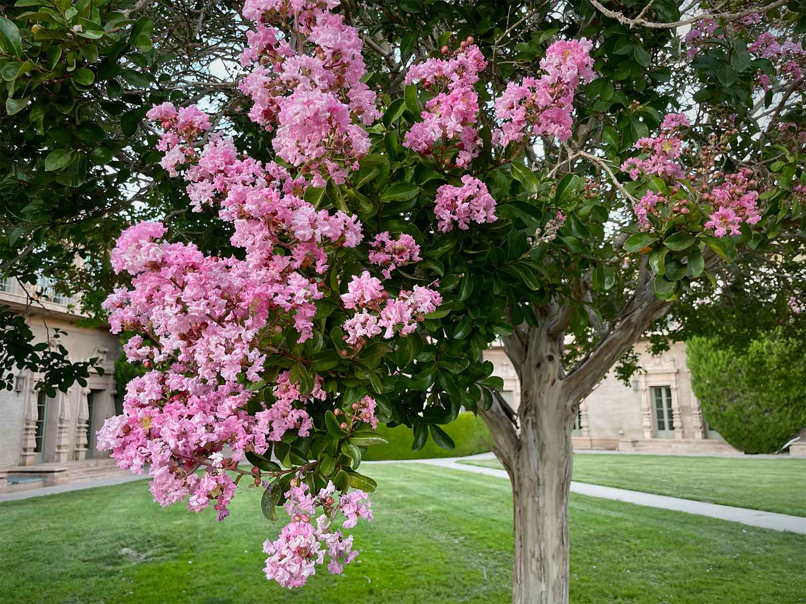 Lilas des indes en touffe (Lagerstroemia) - Image 13