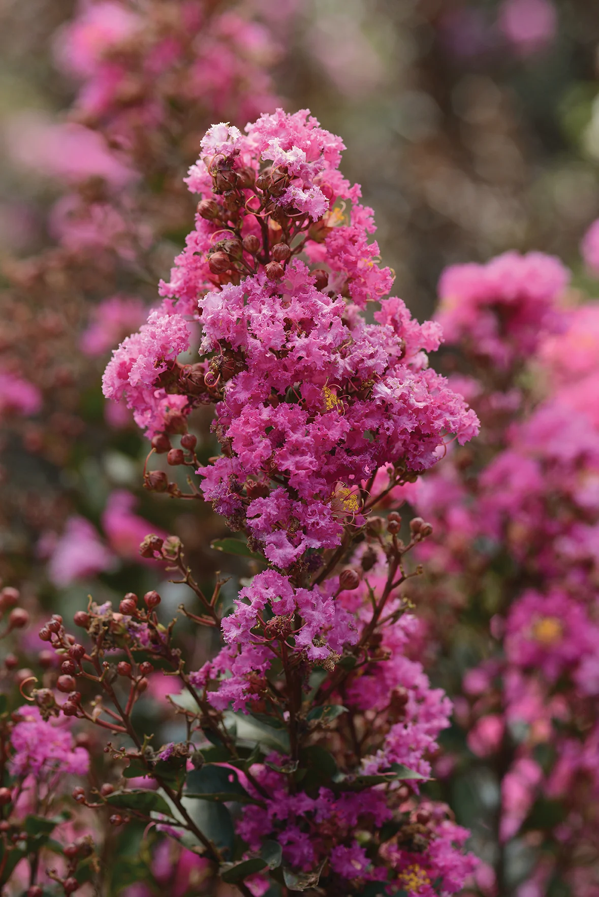 Lilas des indes en touffe (Lagerstroemia) - Image 14