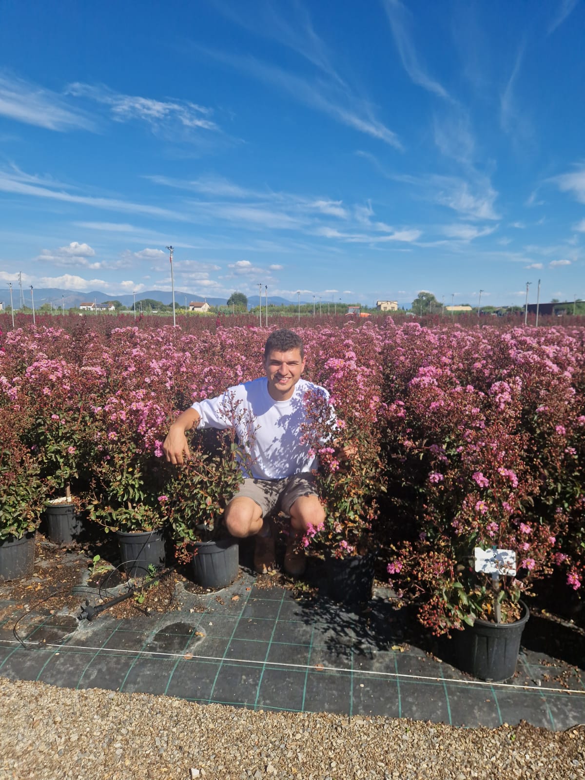 Lilas des indes en touffe (Lagerstroemia) - Image 17