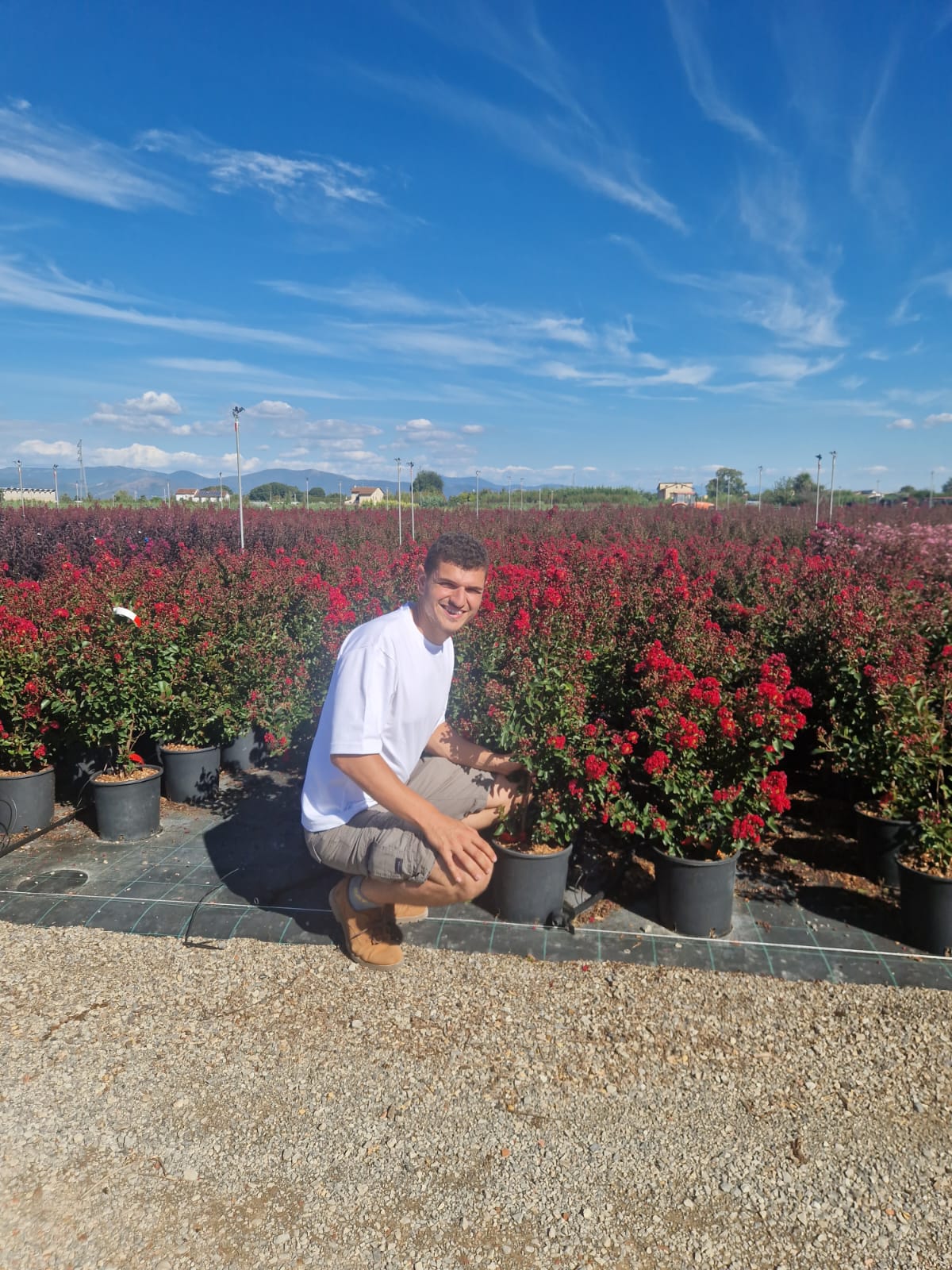 Lilas des indes en touffe (Lagerstroemia) - Image 18