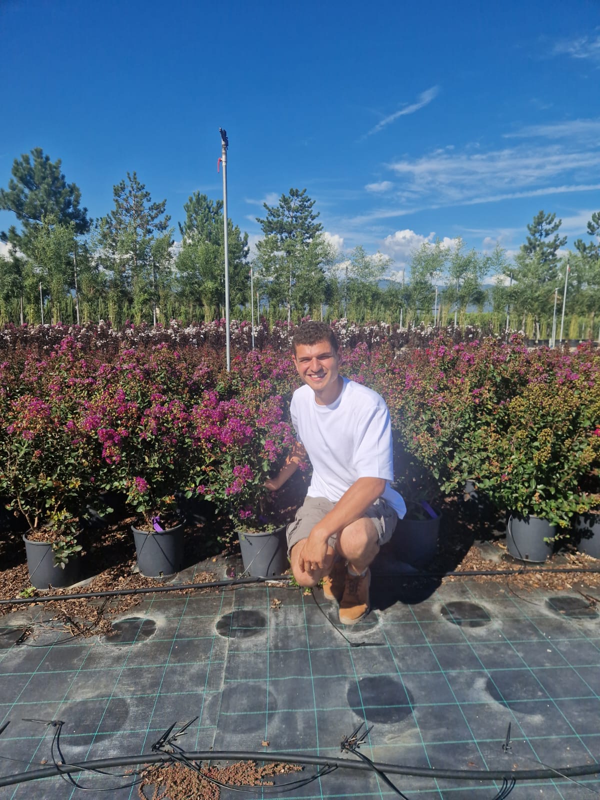 Lilas des indes en touffe (Lagerstroemia) - Image 19