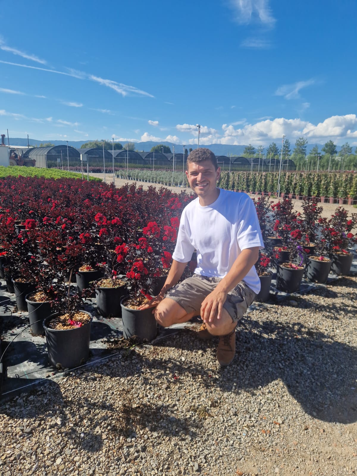 Lilas des indes en touffe (Lagerstroemia) - Image 20