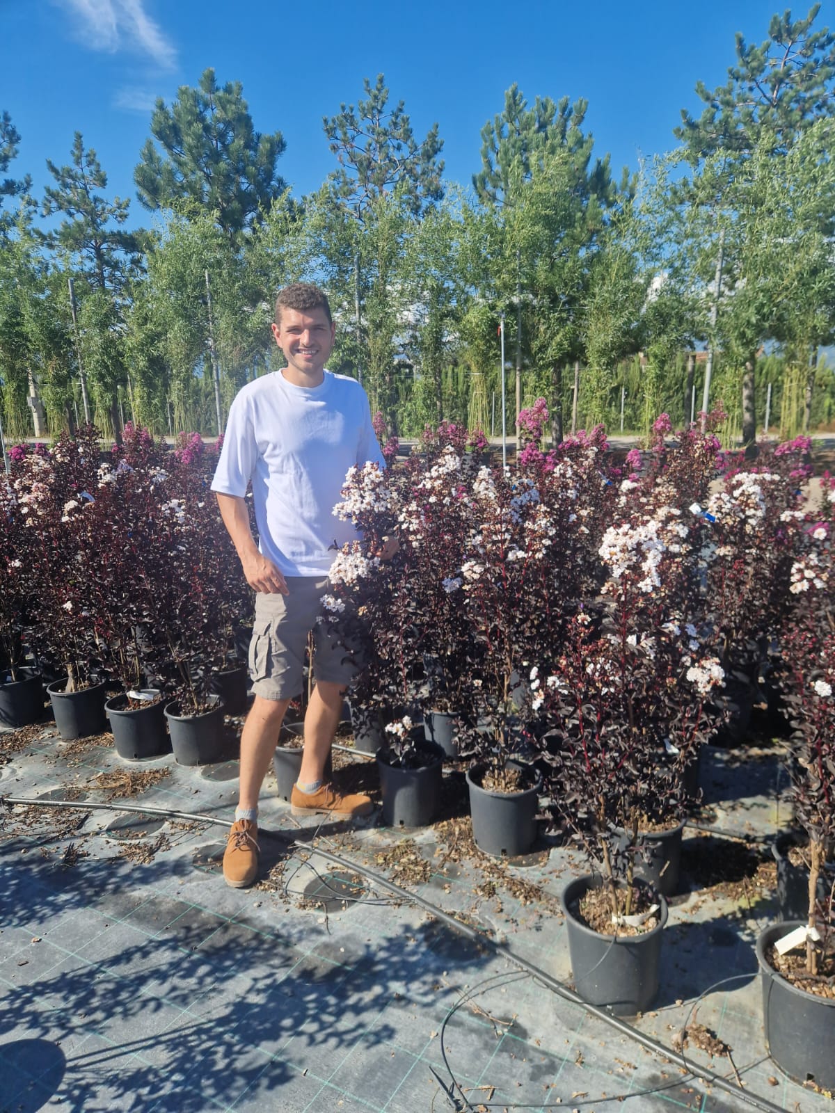Lilas des indes en touffe (Lagerstroemia) - Image 21
