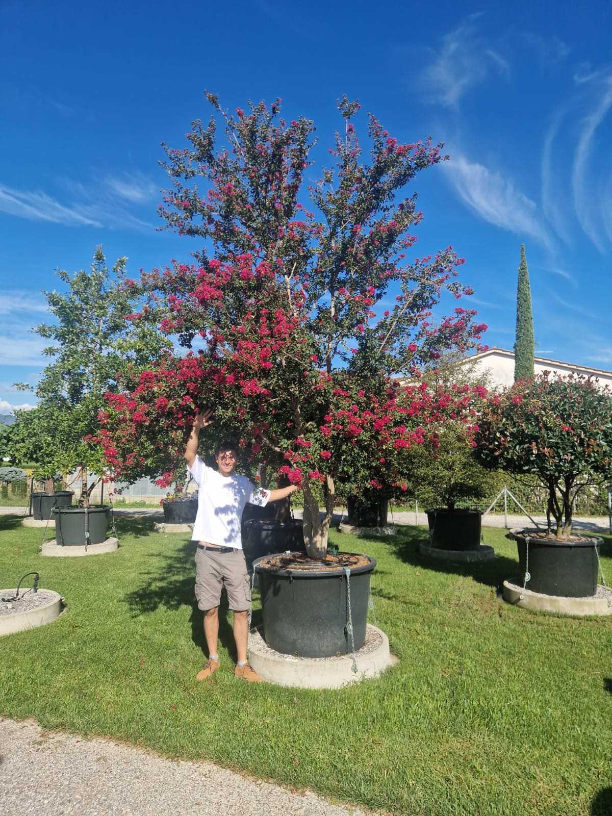Lilas des indes en touffe (Lagerstroemia) - Image 22