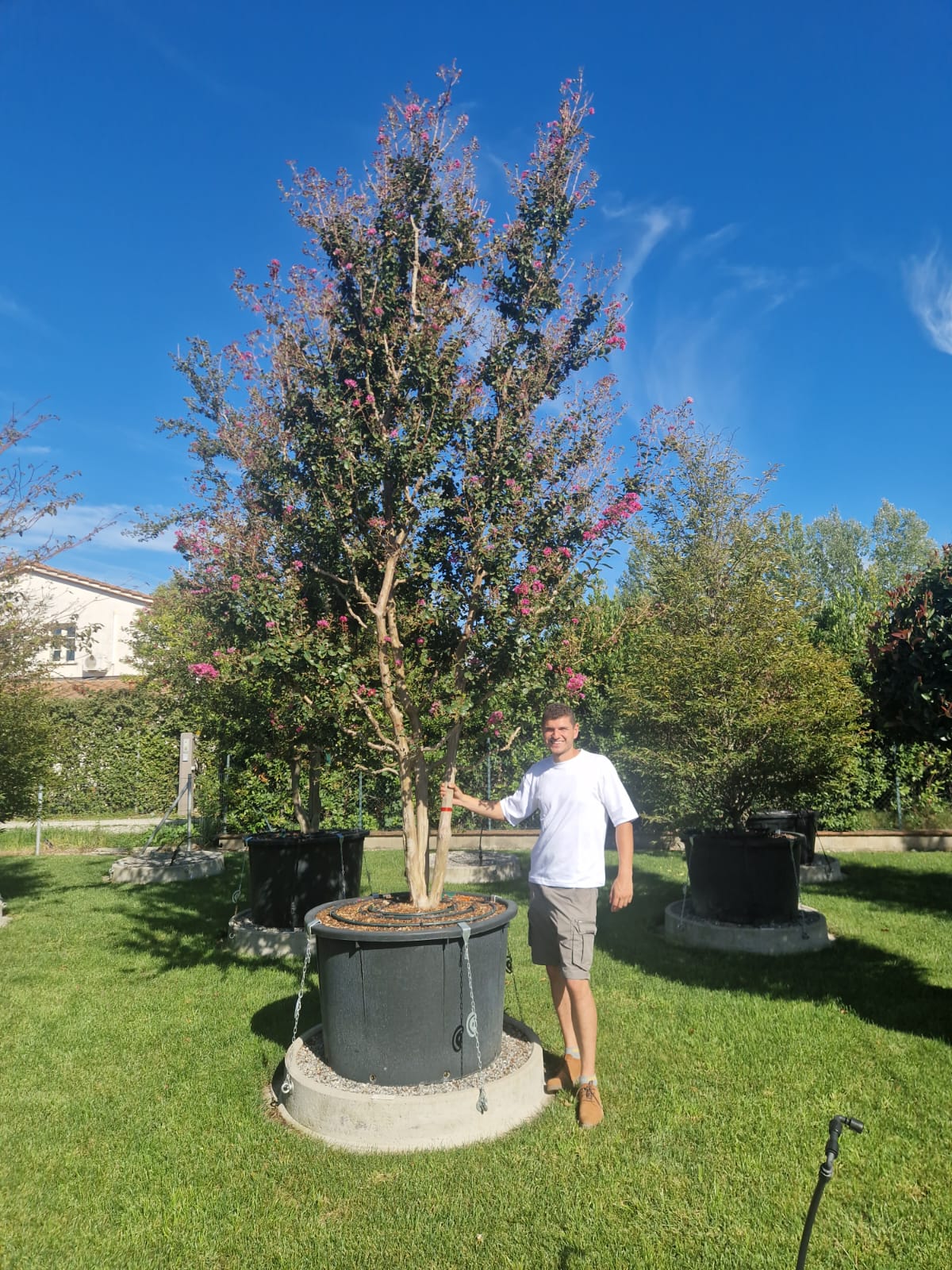 Lilas des indes en touffe (Lagerstroemia) - Image 23