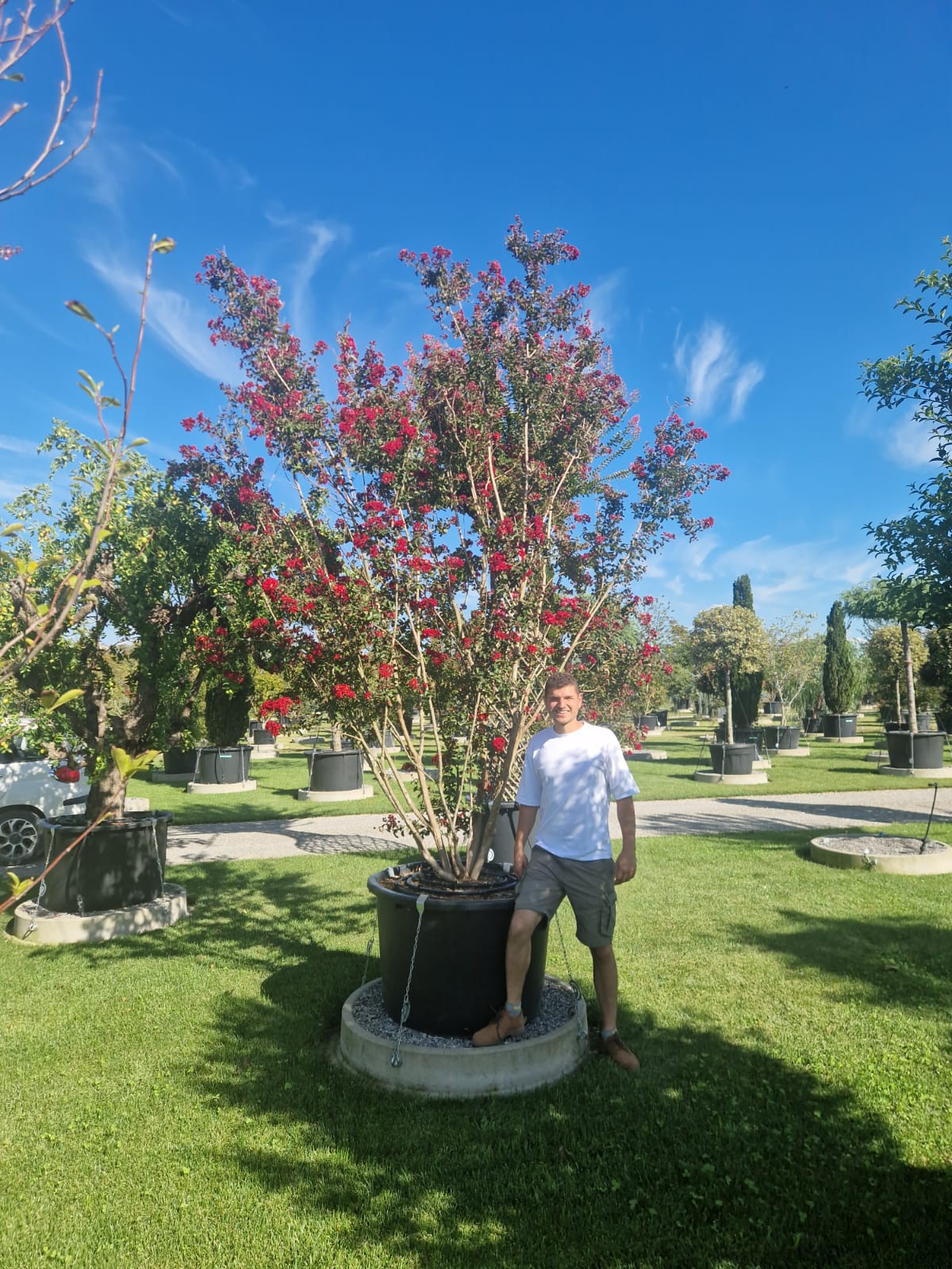 Lilas des indes en touffe (Lagerstroemia) - Image 24