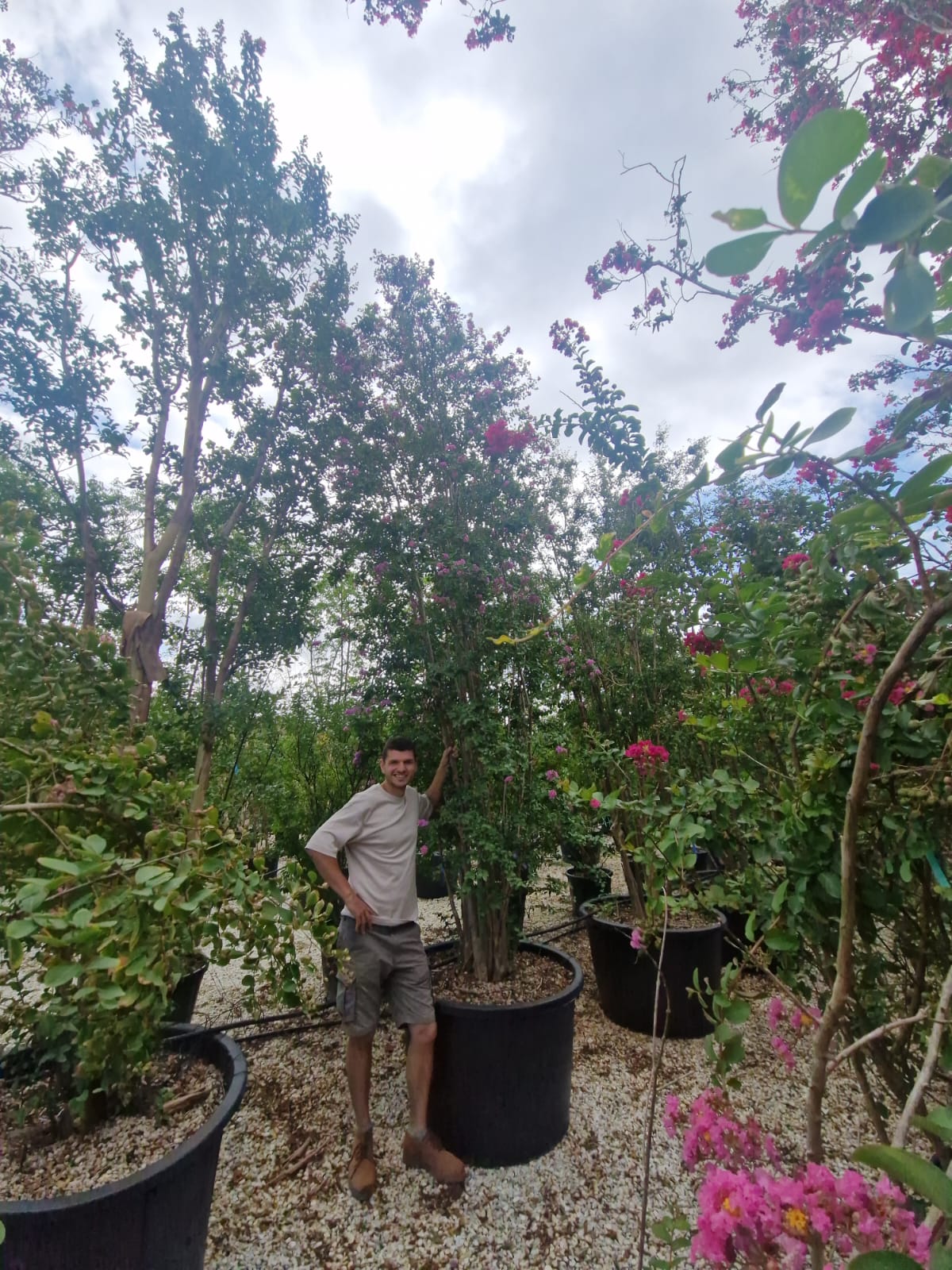 Lilas des indes en touffe (Lagerstroemia) - Image 25