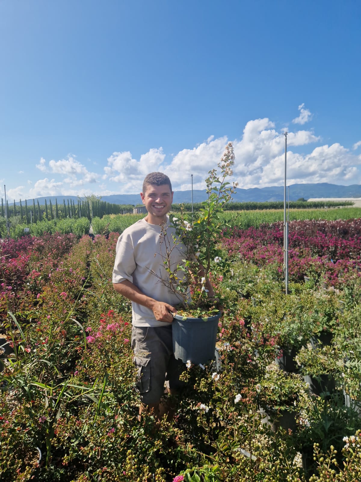 Lilas des indes en touffe (Lagerstroemia) - Image 27