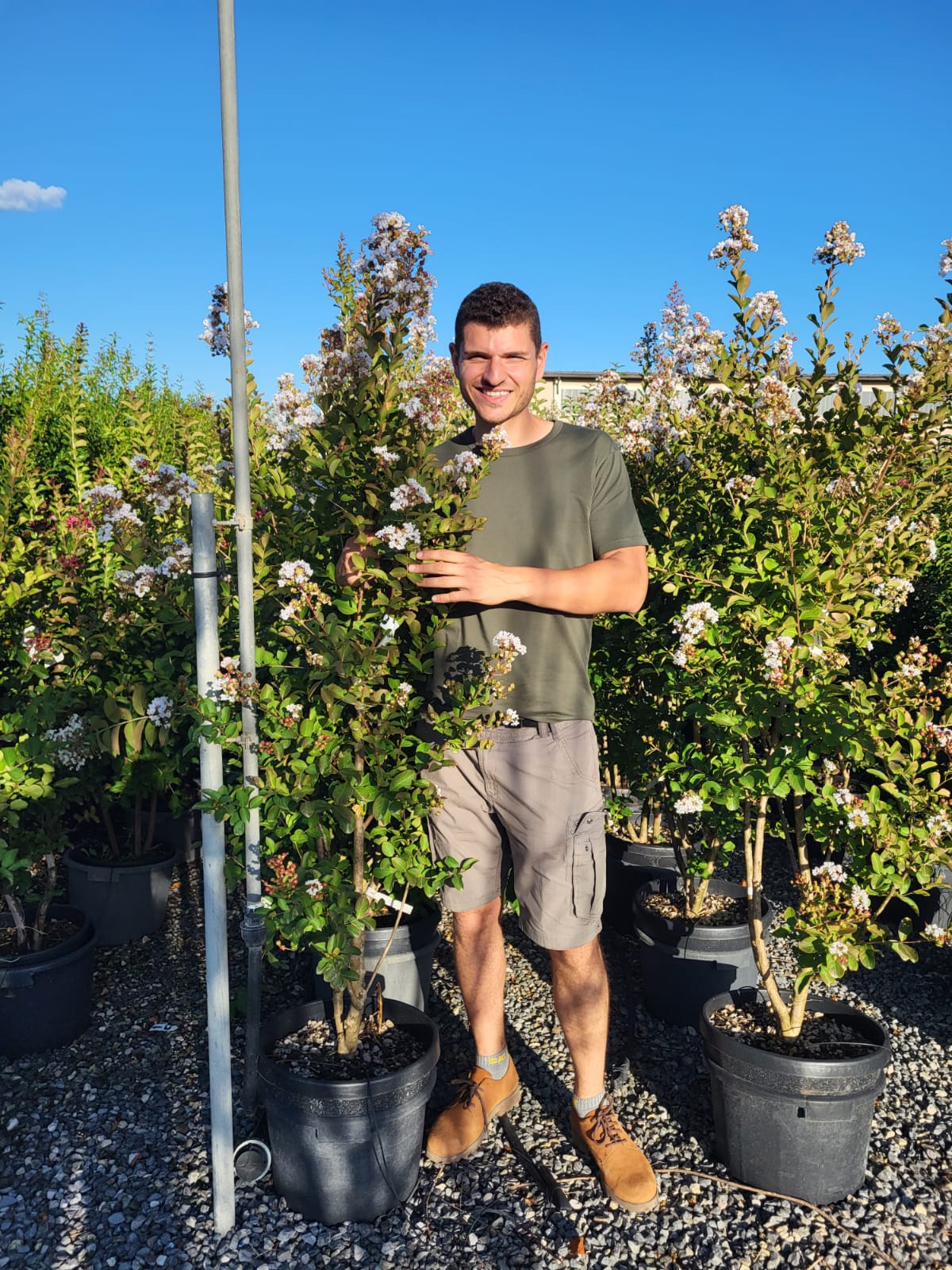 Lilas des indes en touffe (Lagerstroemia) - Image 28
