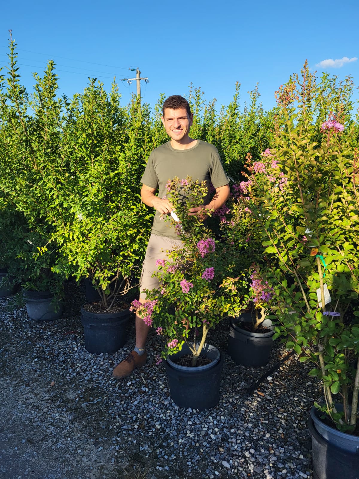 Lilas des indes en touffe (Lagerstroemia) - Image 29