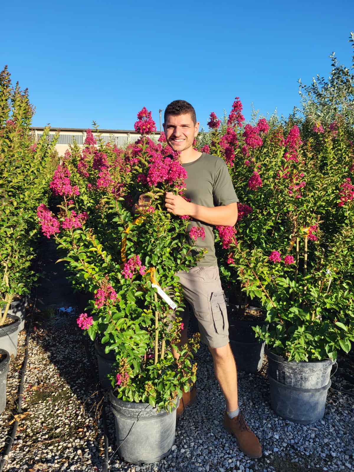 Lilas des indes en touffe (Lagerstroemia) - Image 30