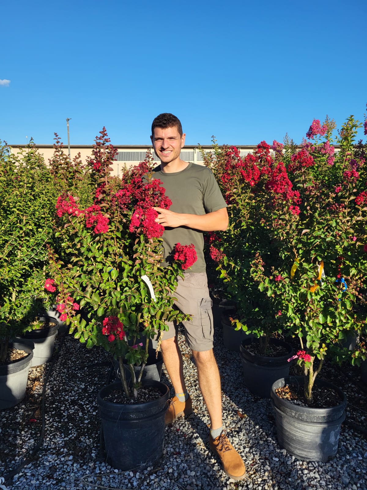 Lilas des indes en touffe (Lagerstroemia) - Image 31