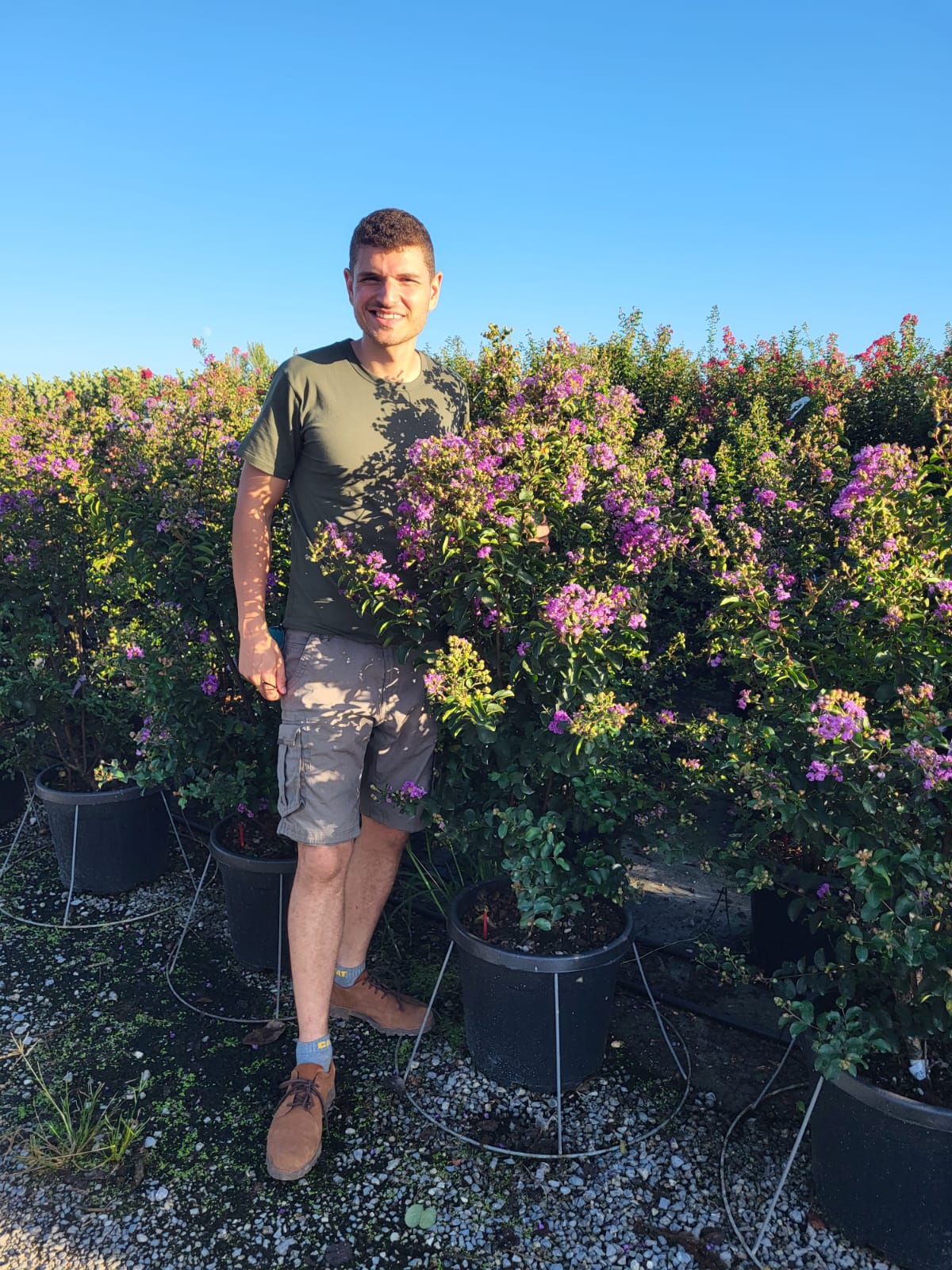 Lilas des indes en touffe (Lagerstroemia) - Image 32