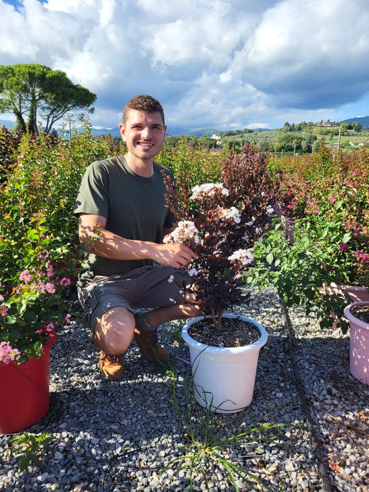 Lilas des indes en touffe (Lagerstroemia) - Image 33