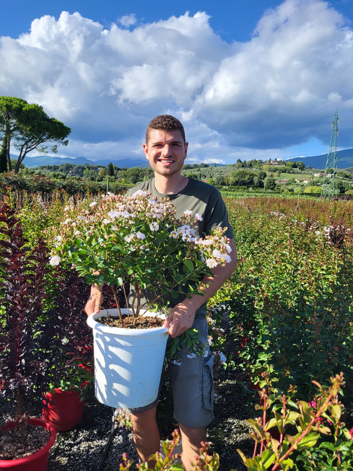 Lilas des indes en touffe (Lagerstroemia) - Image 34