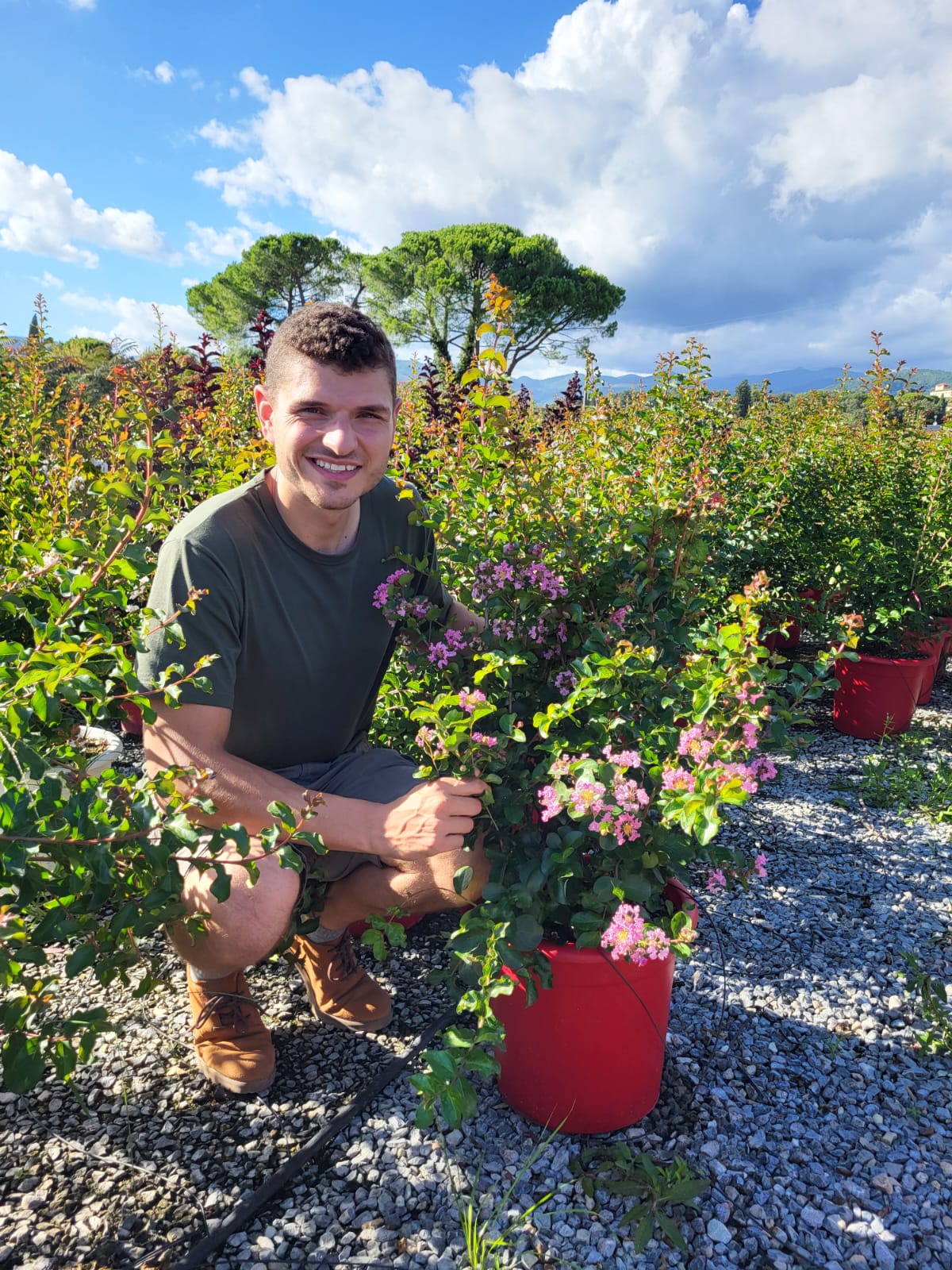 Lilas des indes en touffe (Lagerstroemia) - Image 35