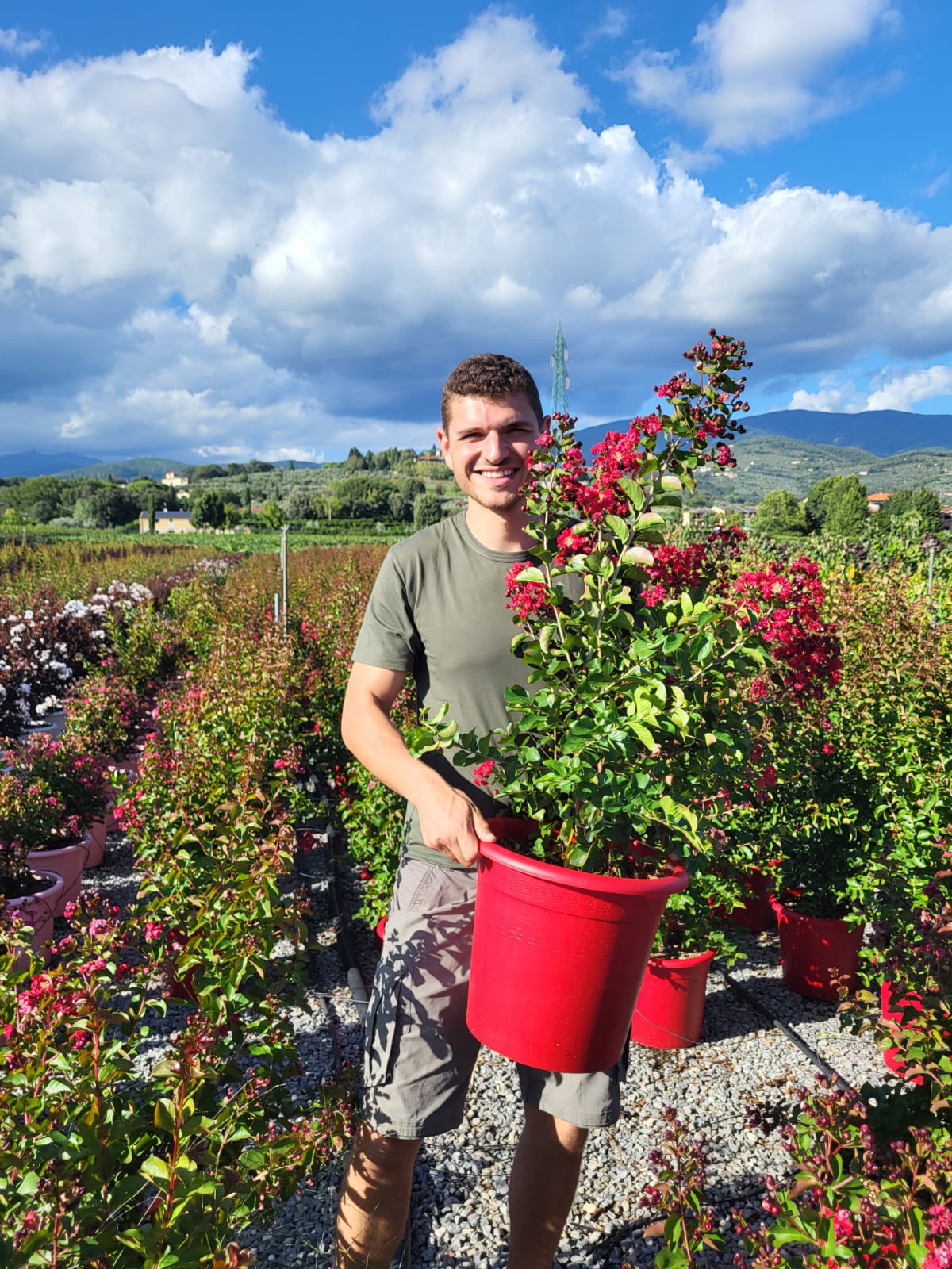 Lilas des indes en touffe (Lagerstroemia) - Image 36