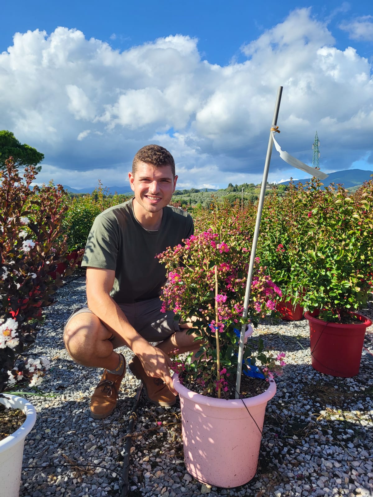 Lilas des indes en touffe (Lagerstroemia) - Image 37