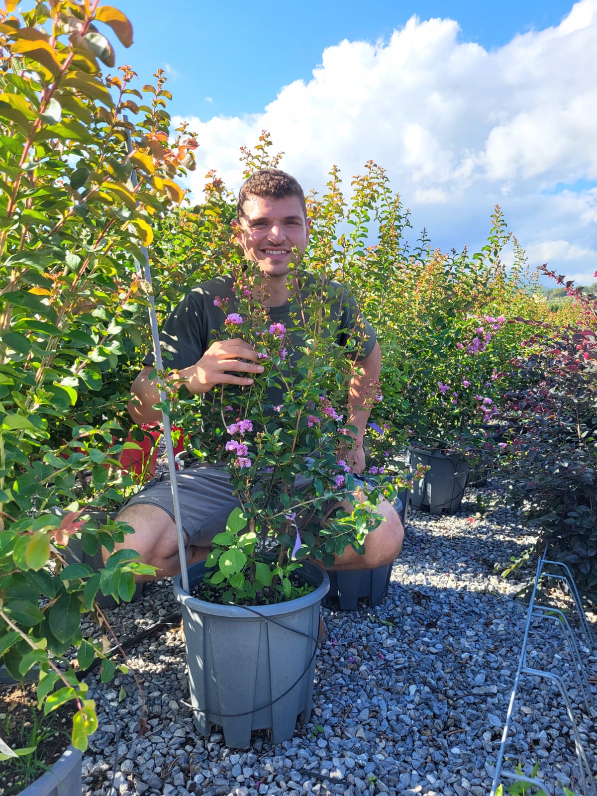 Lilas des indes en touffe (Lagerstroemia) - Image 38