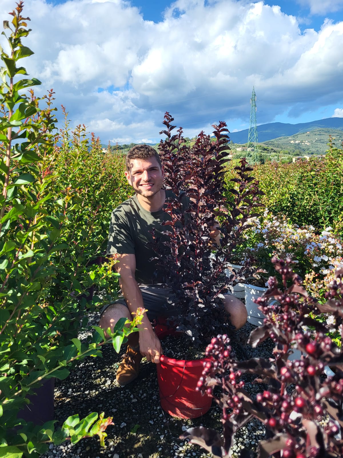 Lilas des indes en touffe (Lagerstroemia) - Image 39