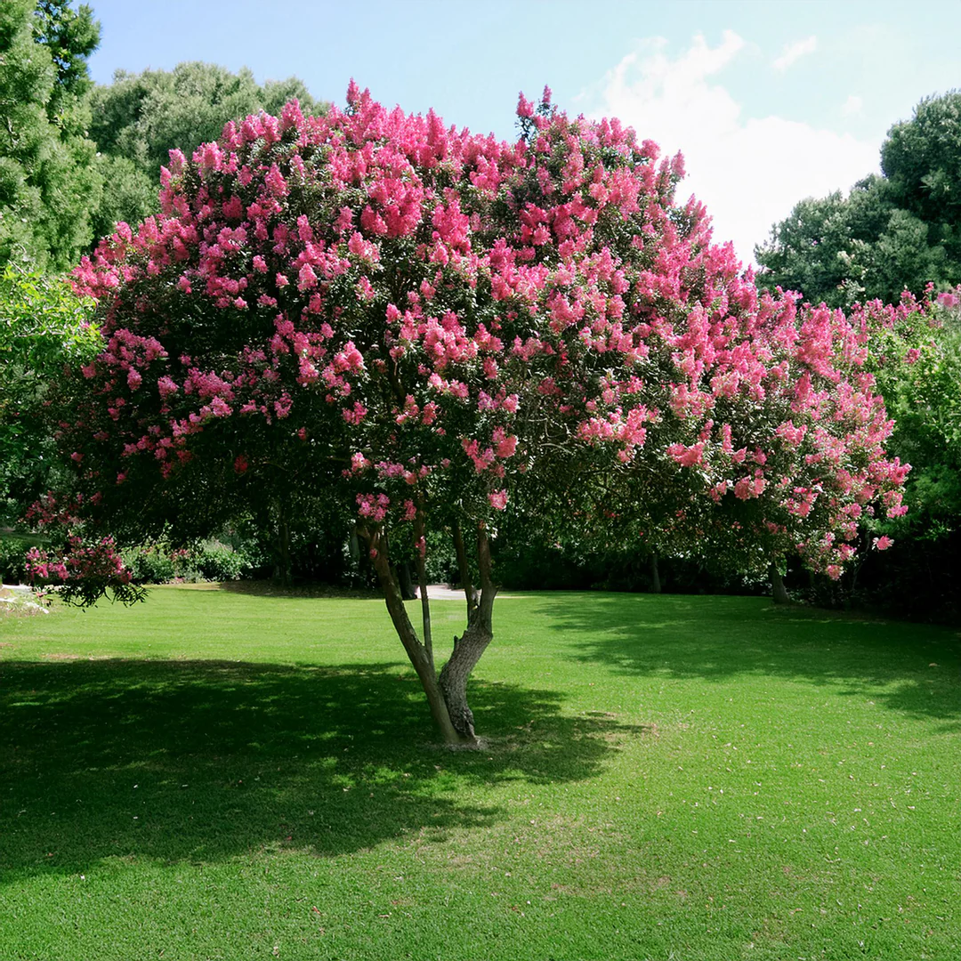 Lilas des indes en touffe (Lagerstroemia) - Image 4