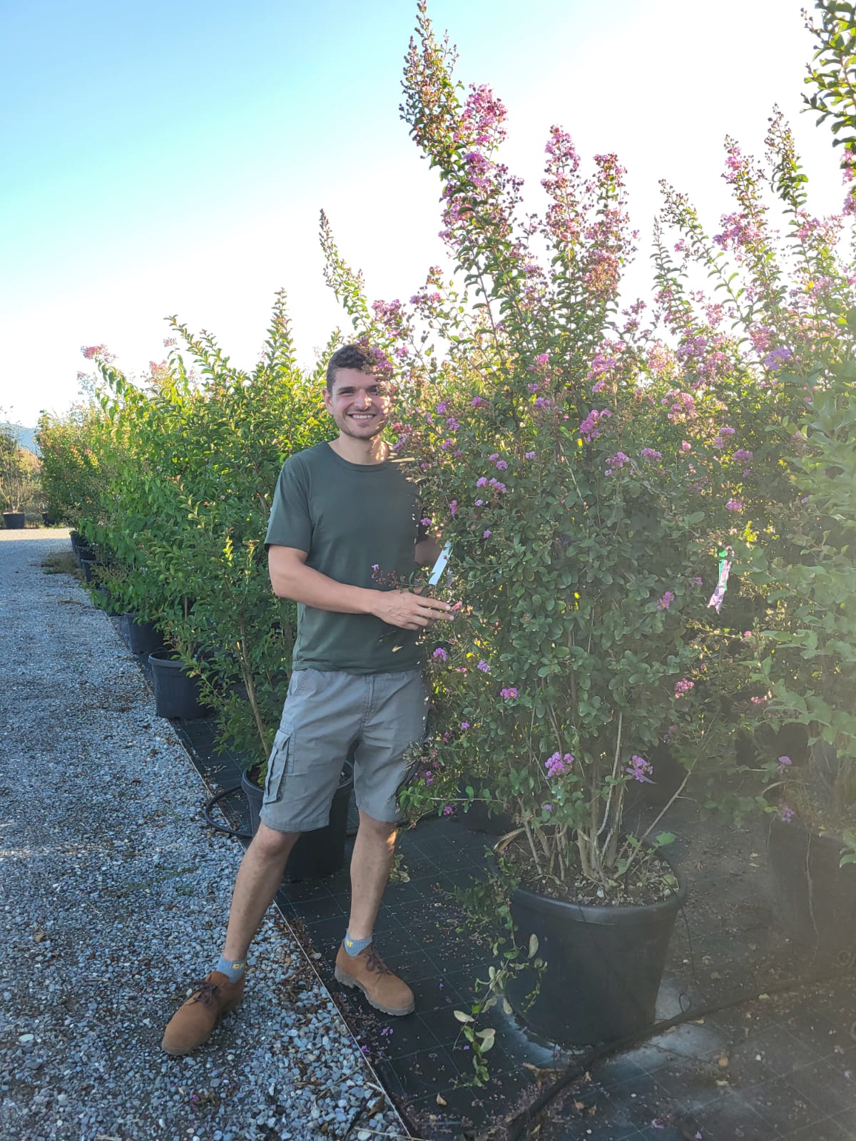 Lilas des indes en touffe (Lagerstroemia) - Image 40