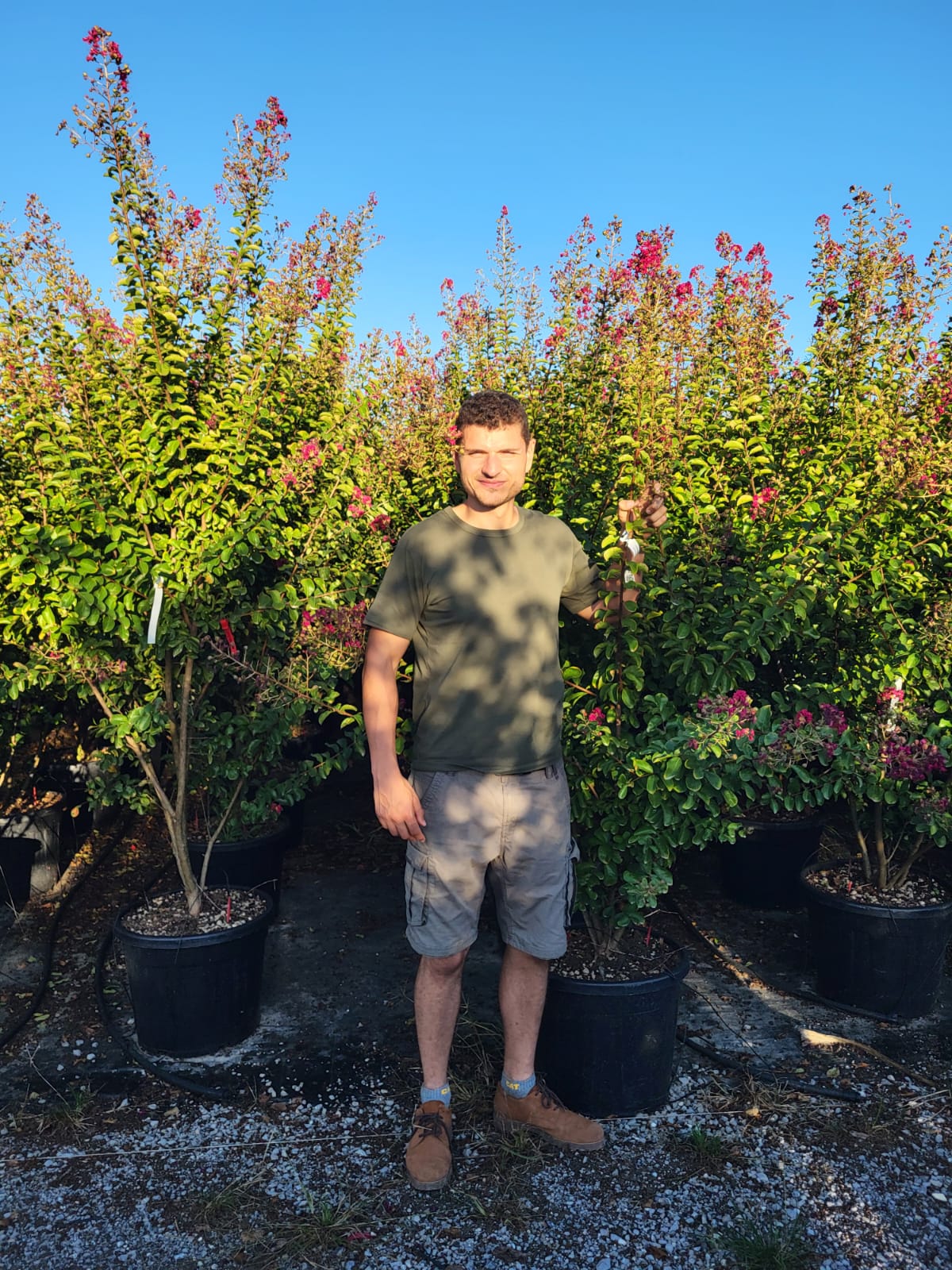 Lilas des indes en touffe (Lagerstroemia) - Image 41