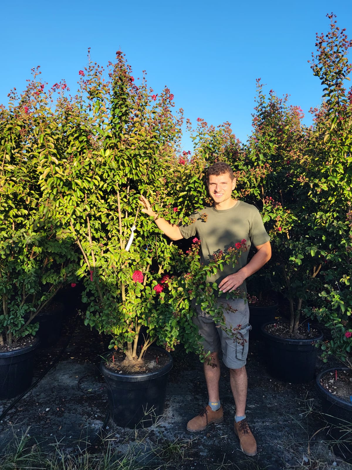 Lilas des indes en touffe (Lagerstroemia) - Image 42