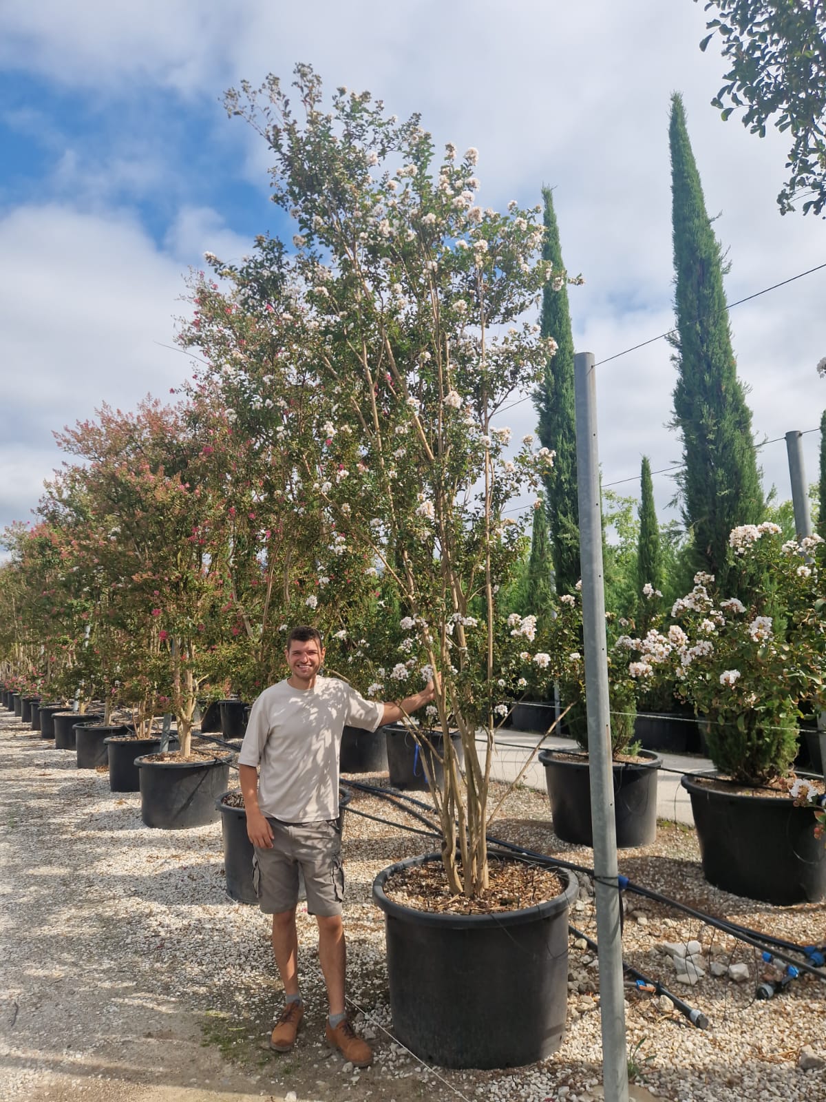 Lilas des indes en touffe (Lagerstroemia) - Image 43