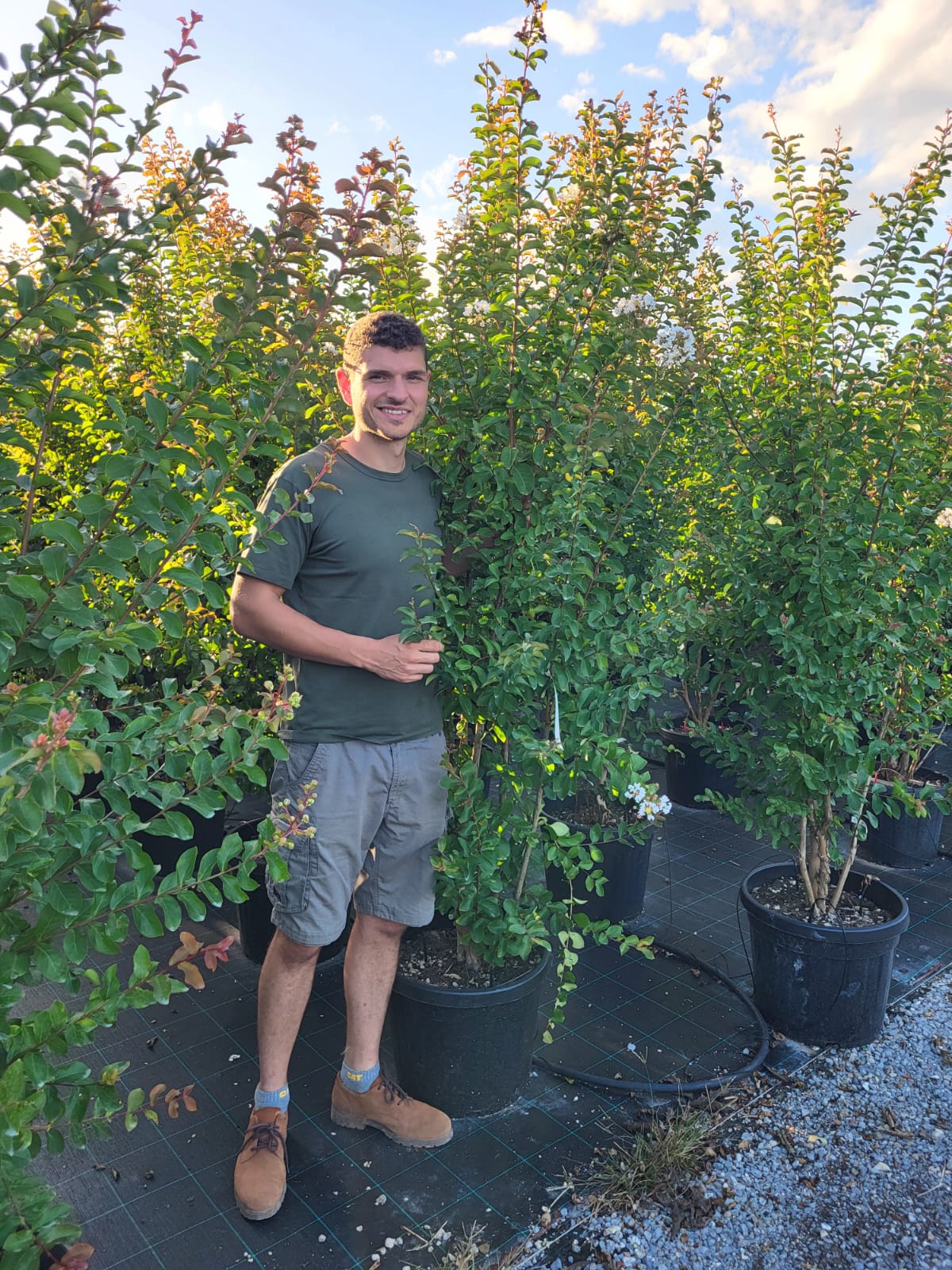 Lilas des indes en touffe (Lagerstroemia) - Image 45