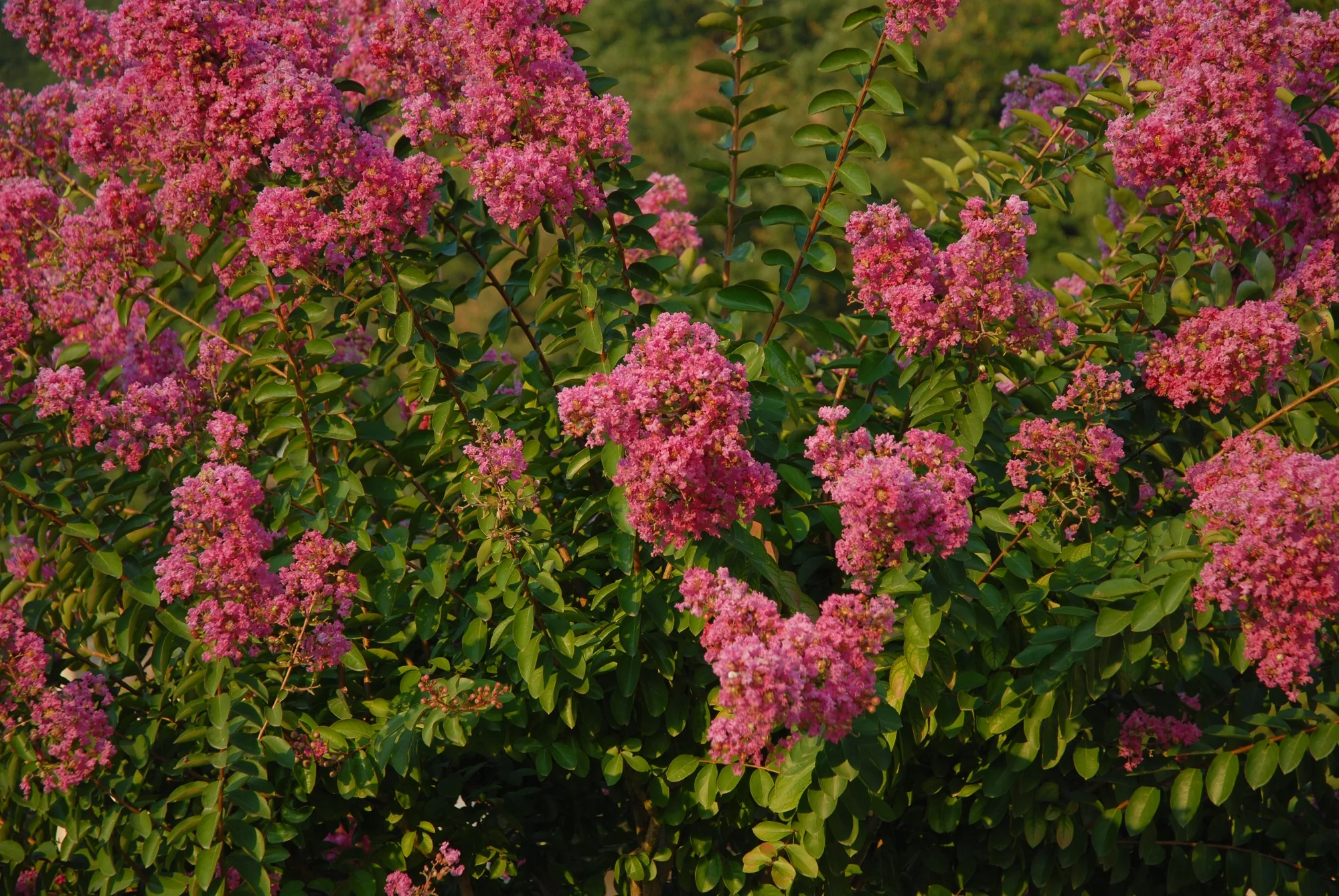 Lilas des indes en touffe (Lagerstroemia) - Image 5