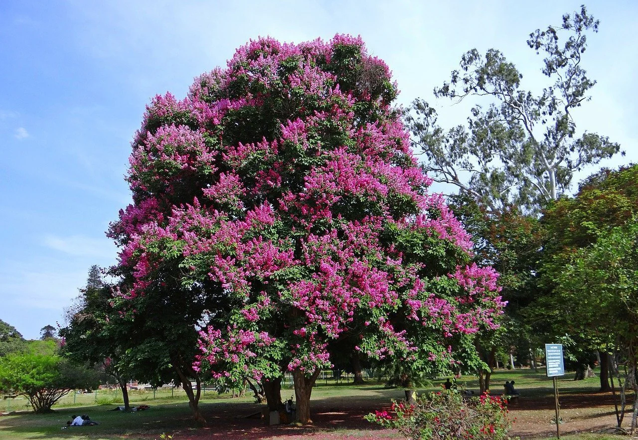 Lilas des indes en touffe (Lagerstroemia) - Image 7