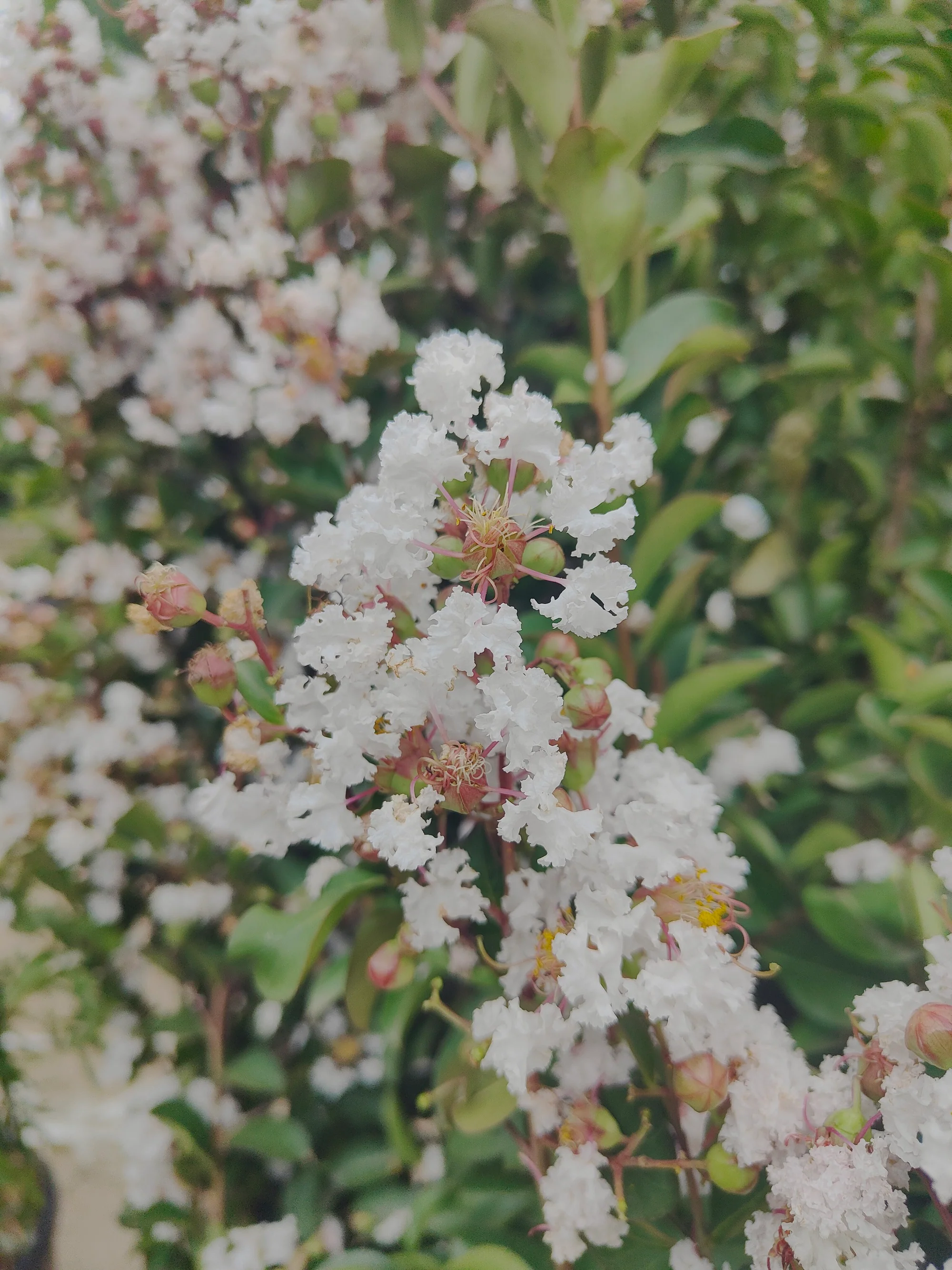 Lilas des indes en touffe (Lagerstroemia) - Image 9